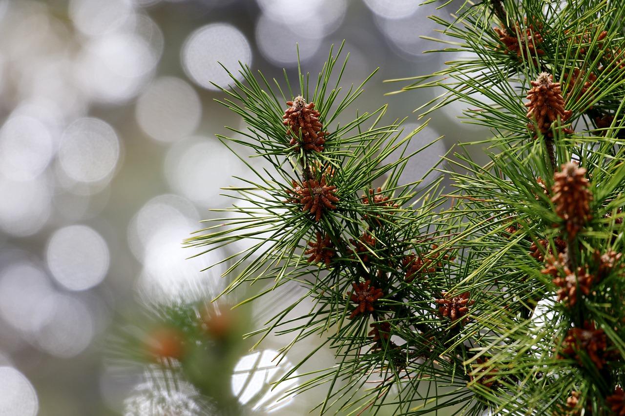 Pine Needles Wallpapers Top Free Pine Needles Backgrounds