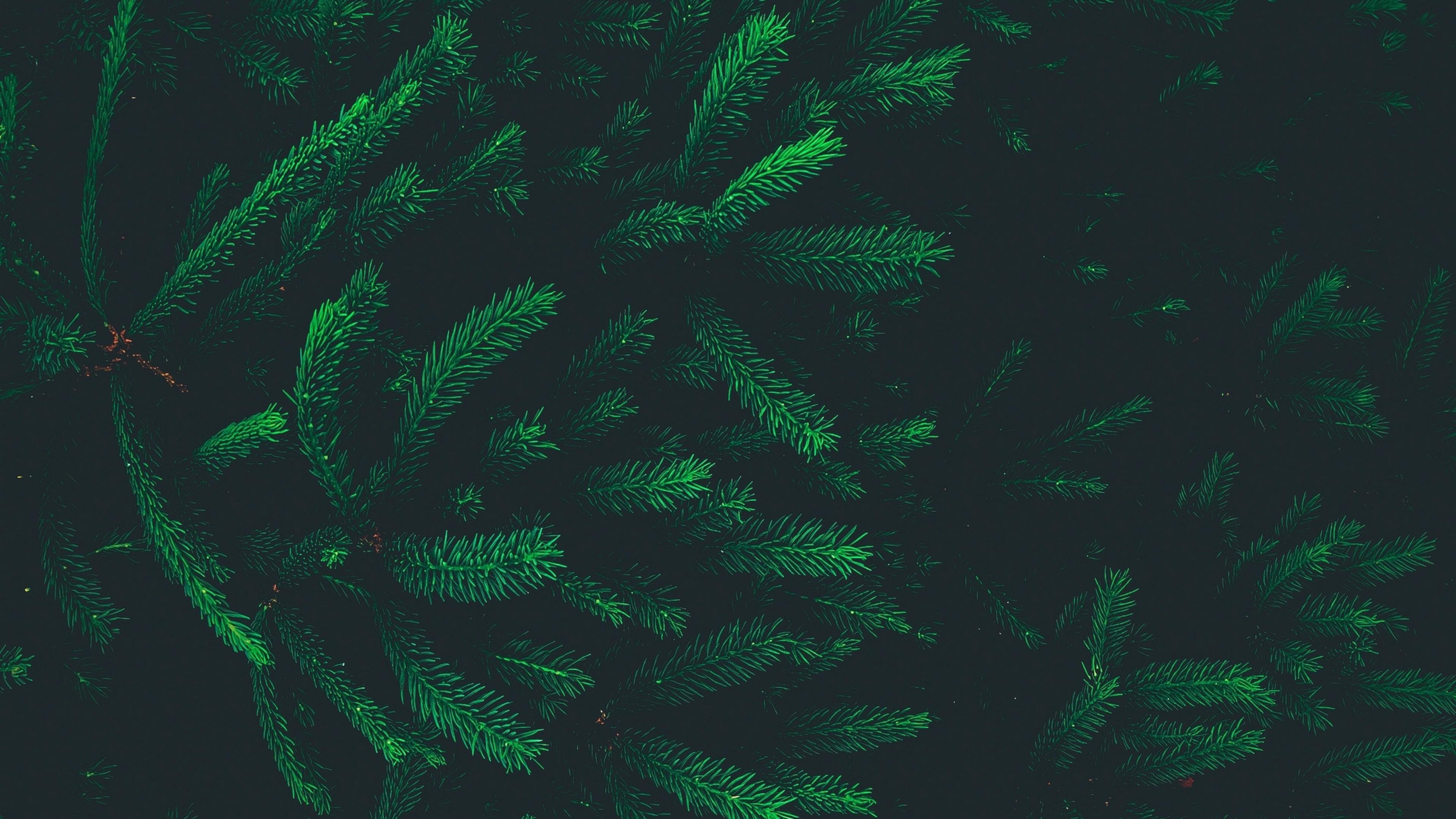 Pine Needles Wallpapers Top Free Pine Needles Backgrounds