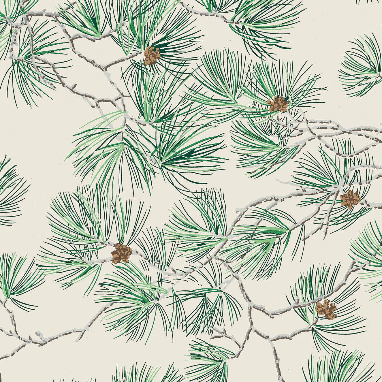 Pine Needles Wallpapers Top Free Pine Needles Backgrounds