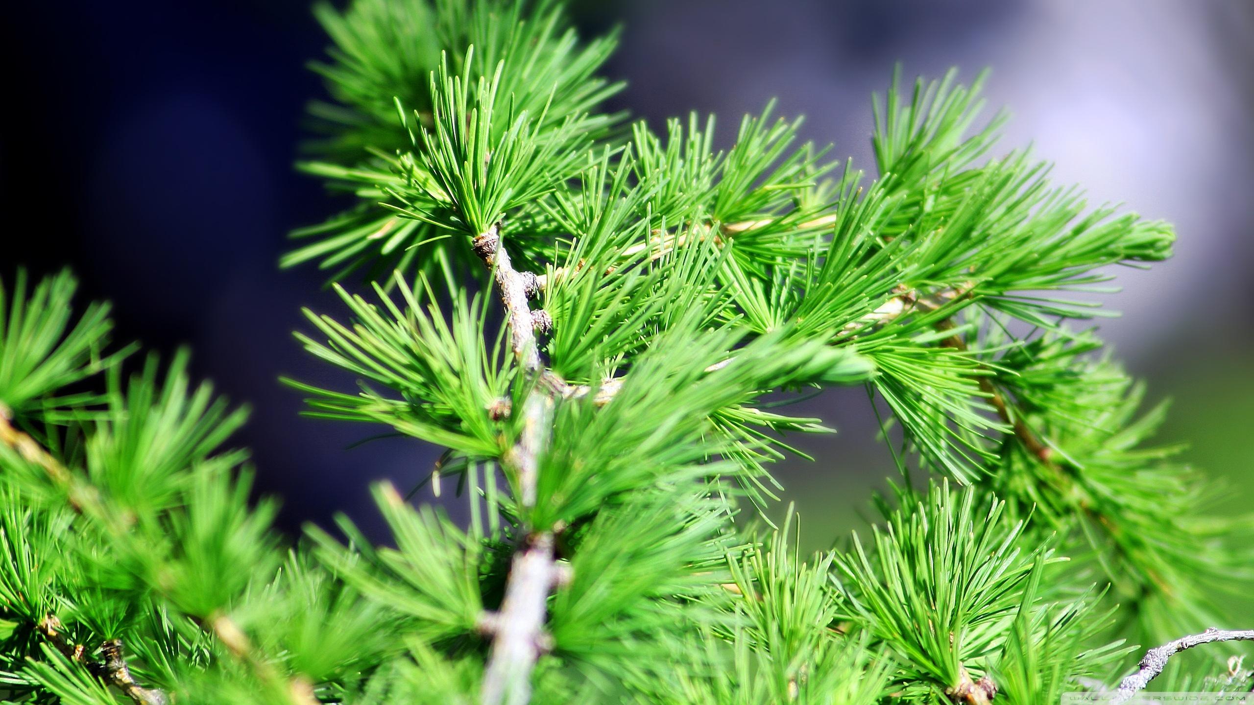 Pine Needles Wallpapers Top Free Pine Needles Backgrounds