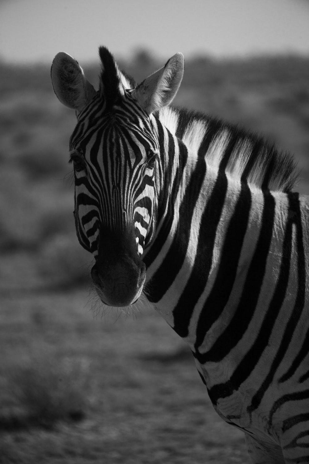 Black and White Zebra Wallpapers Top Free Black and White Zebra