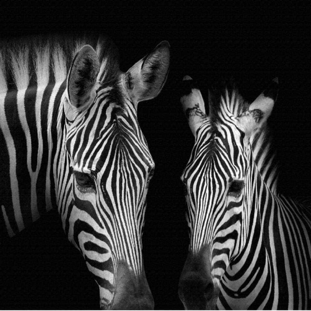 Black and White Zebra Wallpapers Top Free Black and White Zebra
