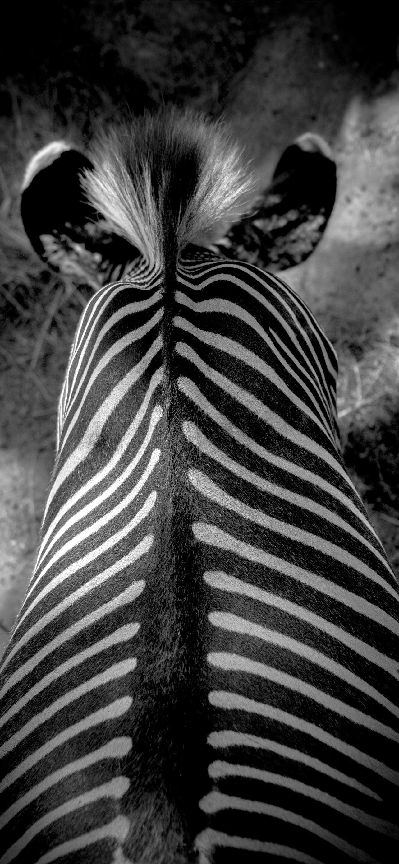 Black and White Zebra Wallpapers Top Free Black and White Zebra