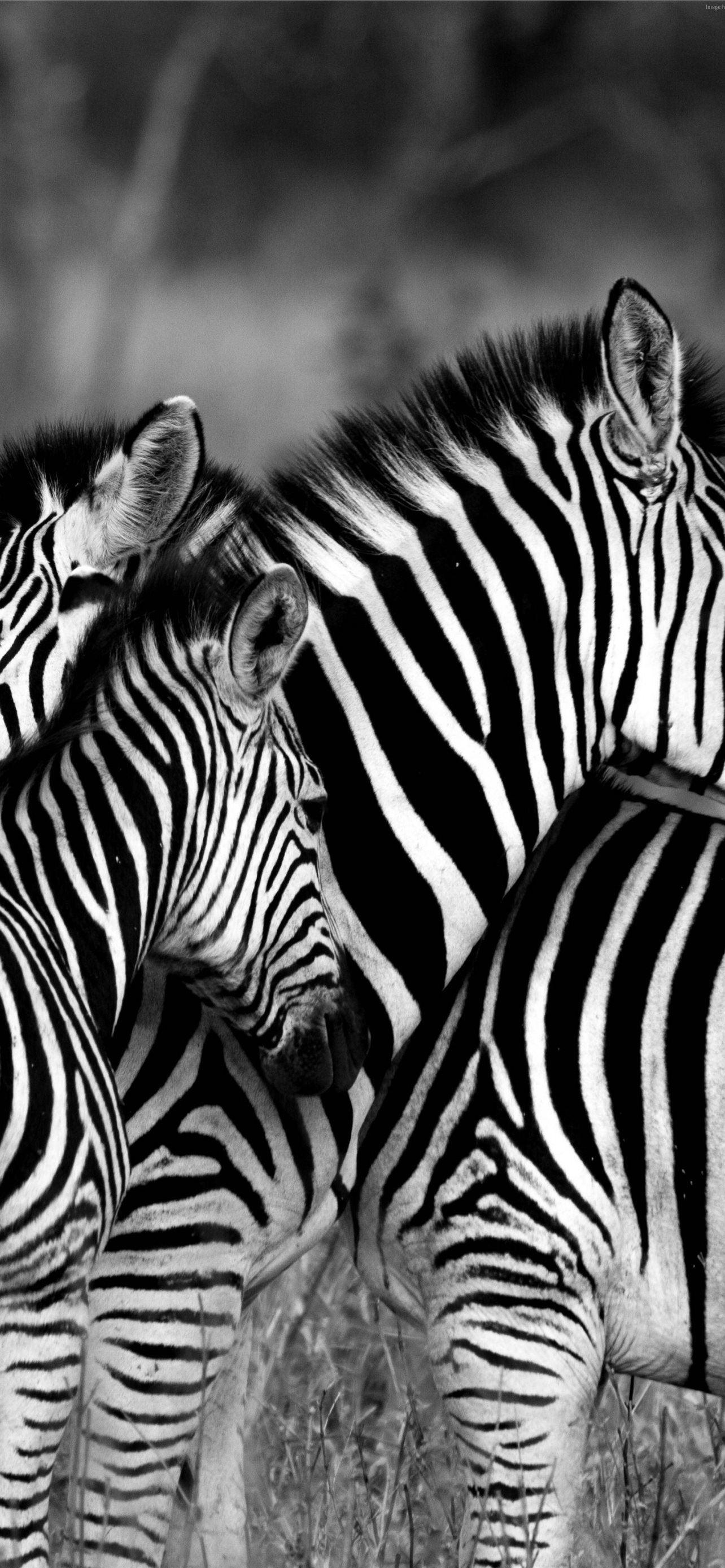 Black and White Zebra Wallpapers Top Free Black and White Zebra