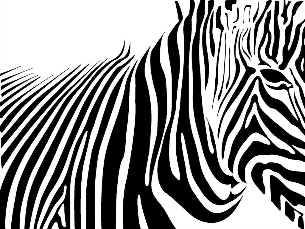 Black and White Zebra Wallpapers Top Free Black and White Zebra