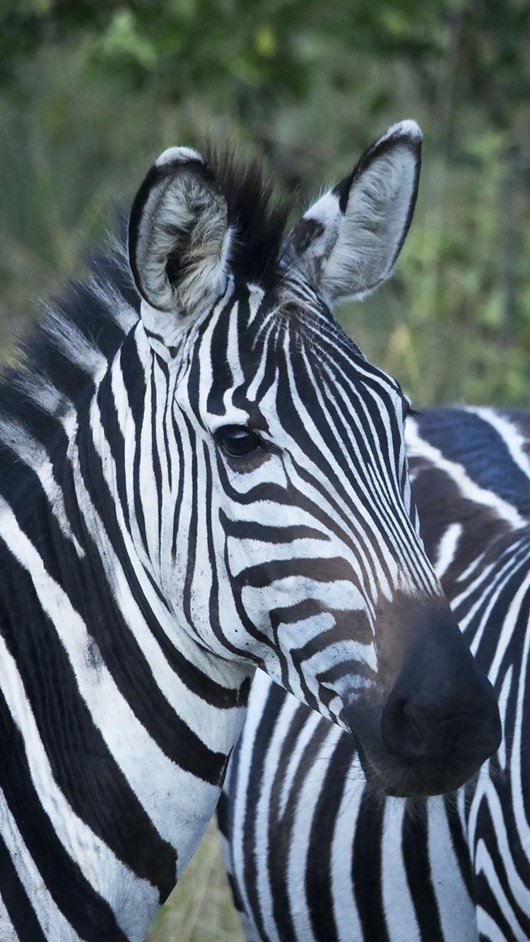 Zebra iPhone Wallpapers Top Free Zebra iPhone Backgrounds