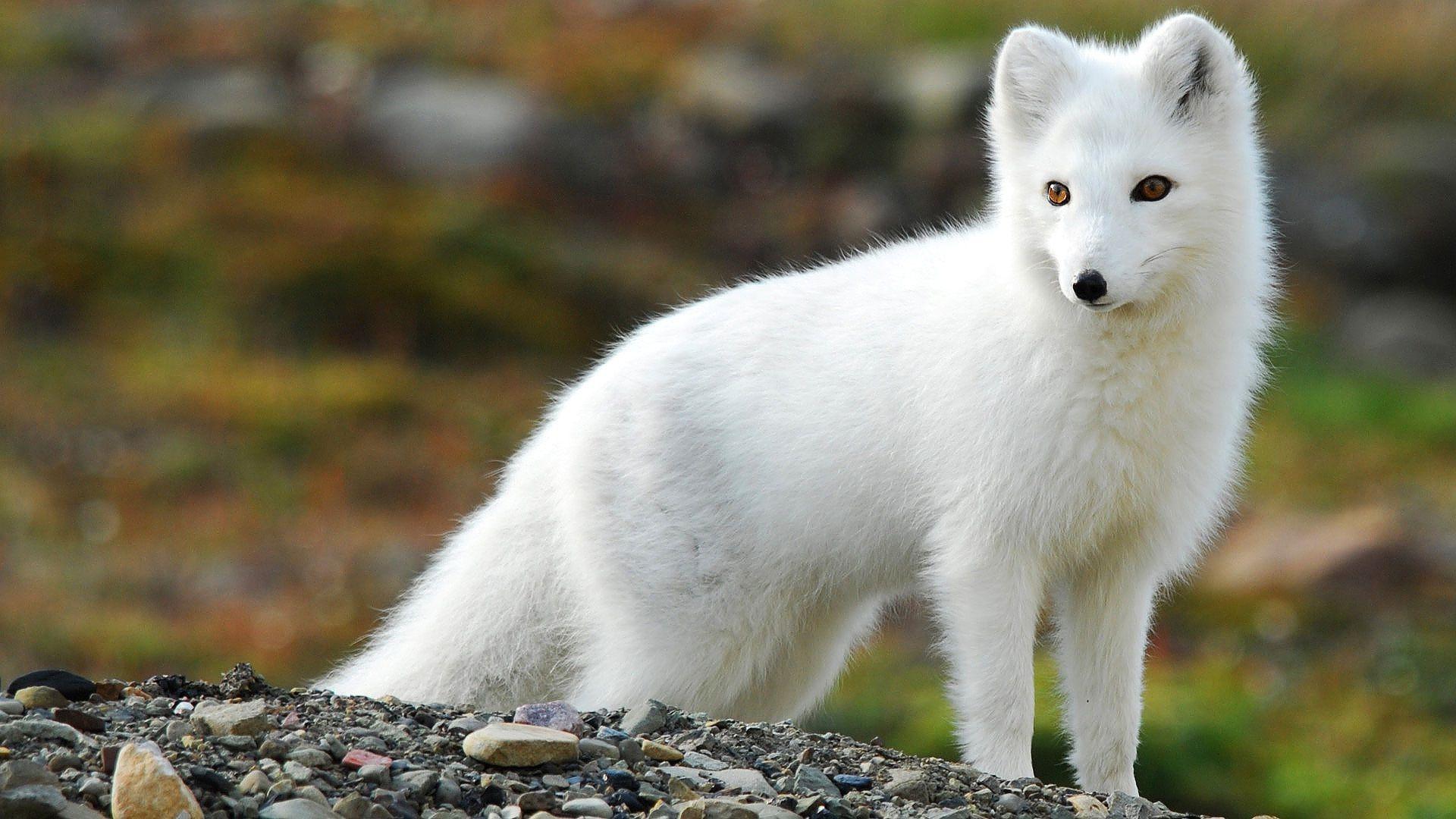Cute White Fox Wallpapers Top Free Cute White Fox Backgrounds