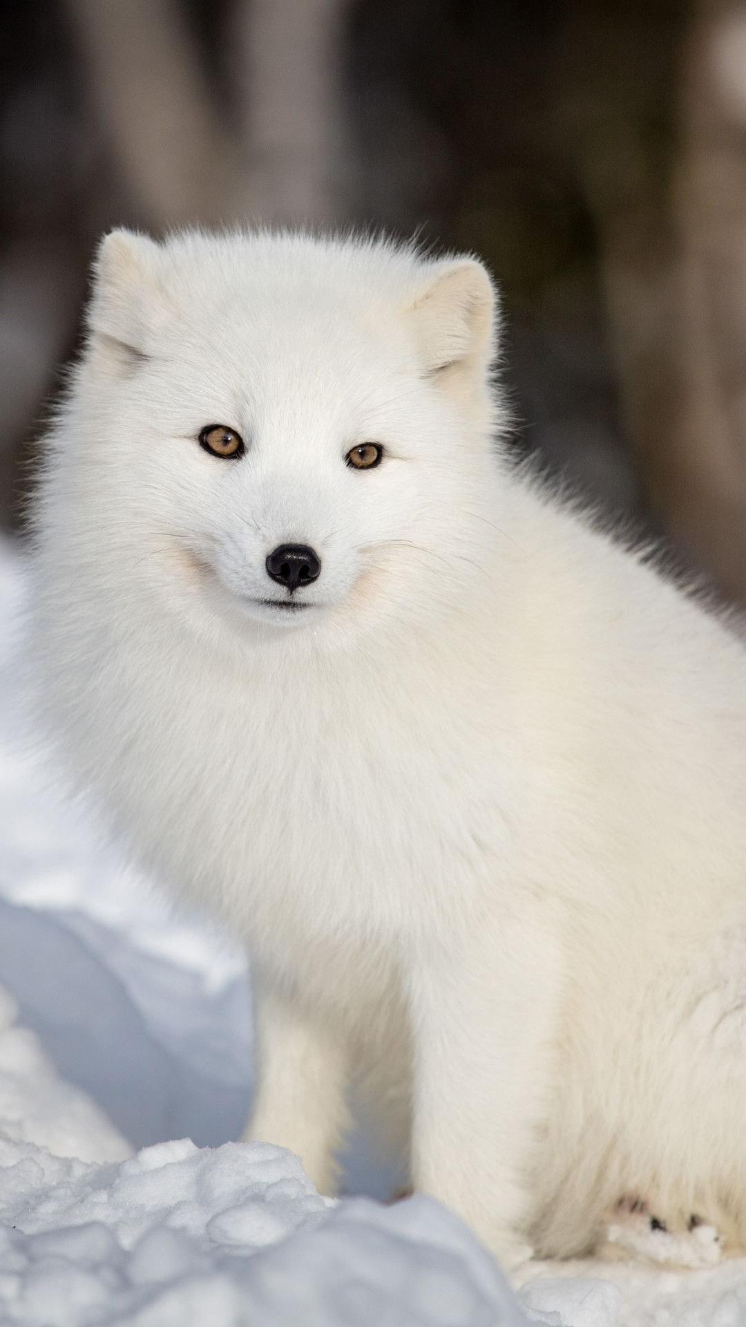 Cute White Fox Wallpapers Top Free Cute White Fox Backgrounds