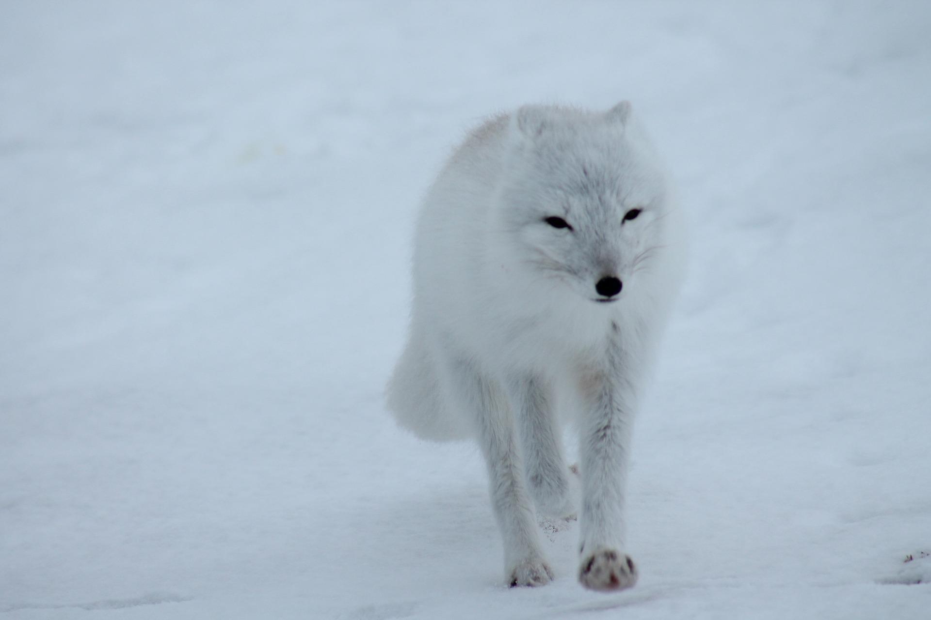Cute White Fox Wallpapers Top Free Cute White Fox Backgrounds