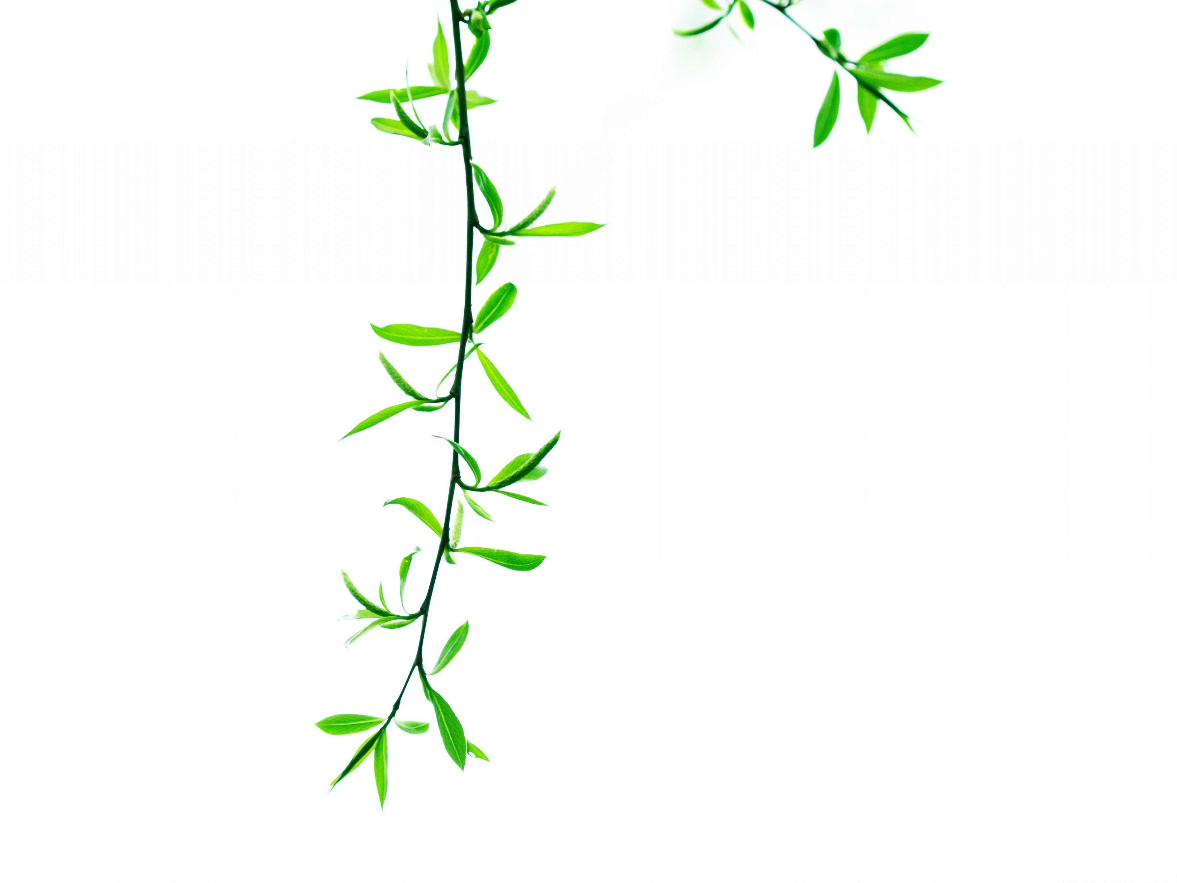 Branch Wallpapers Top Free Branch Backgrounds WallpaperAccess