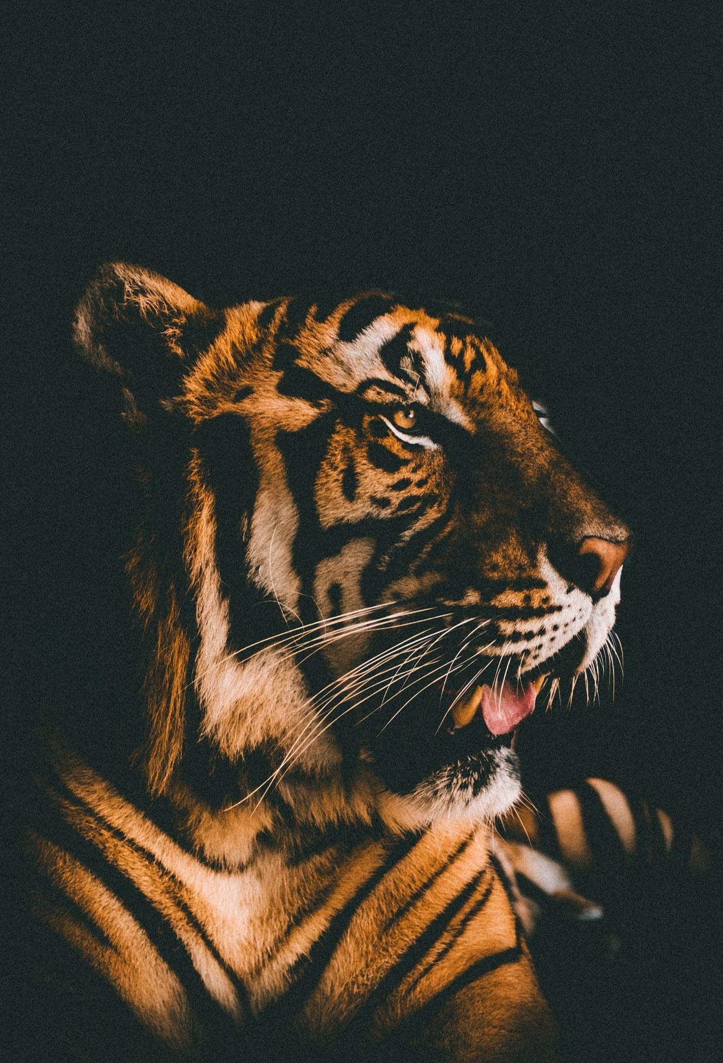 Galaxy Tiger Wallpapers Top Free Galaxy Tiger Backgrounds