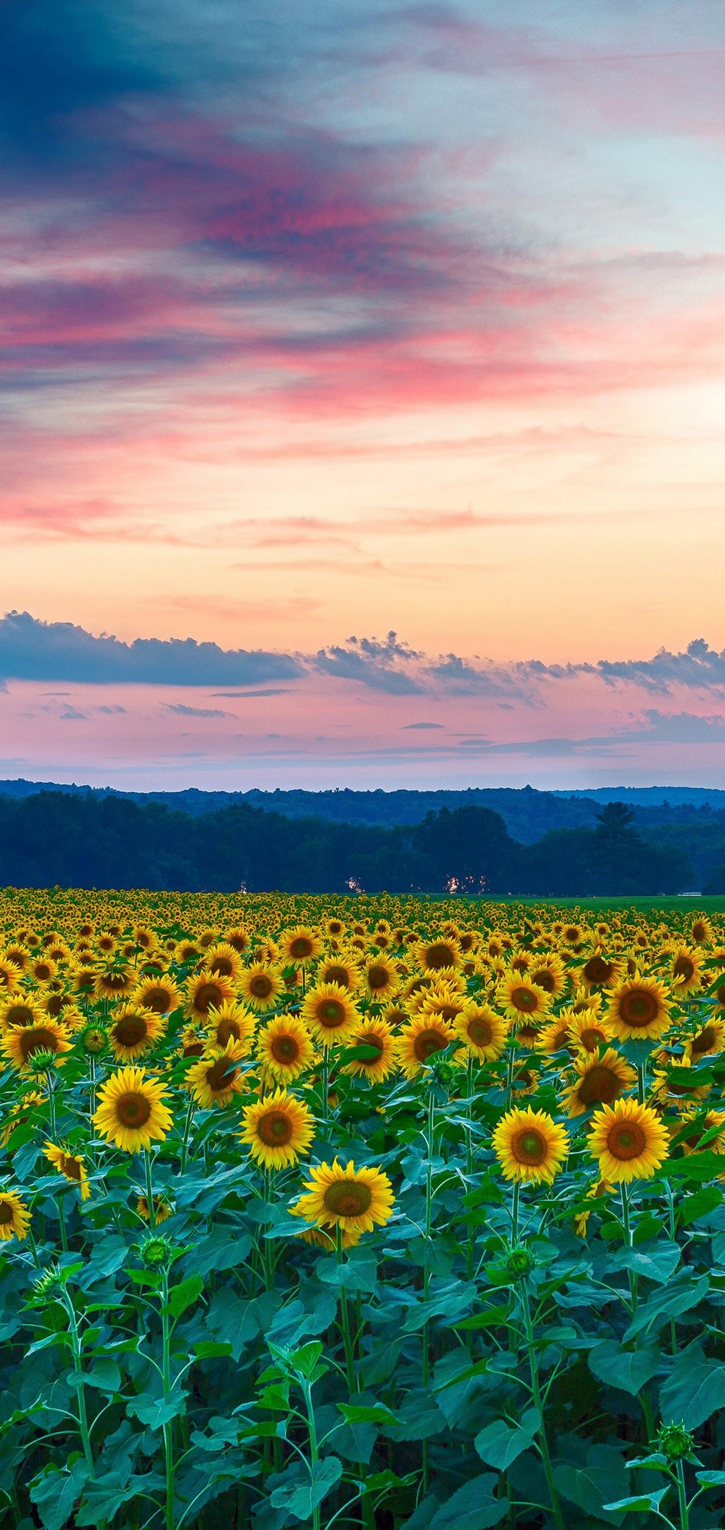 Sunflower Galaxy Wallpapers Top Free Sunflower Galaxy Backgrounds