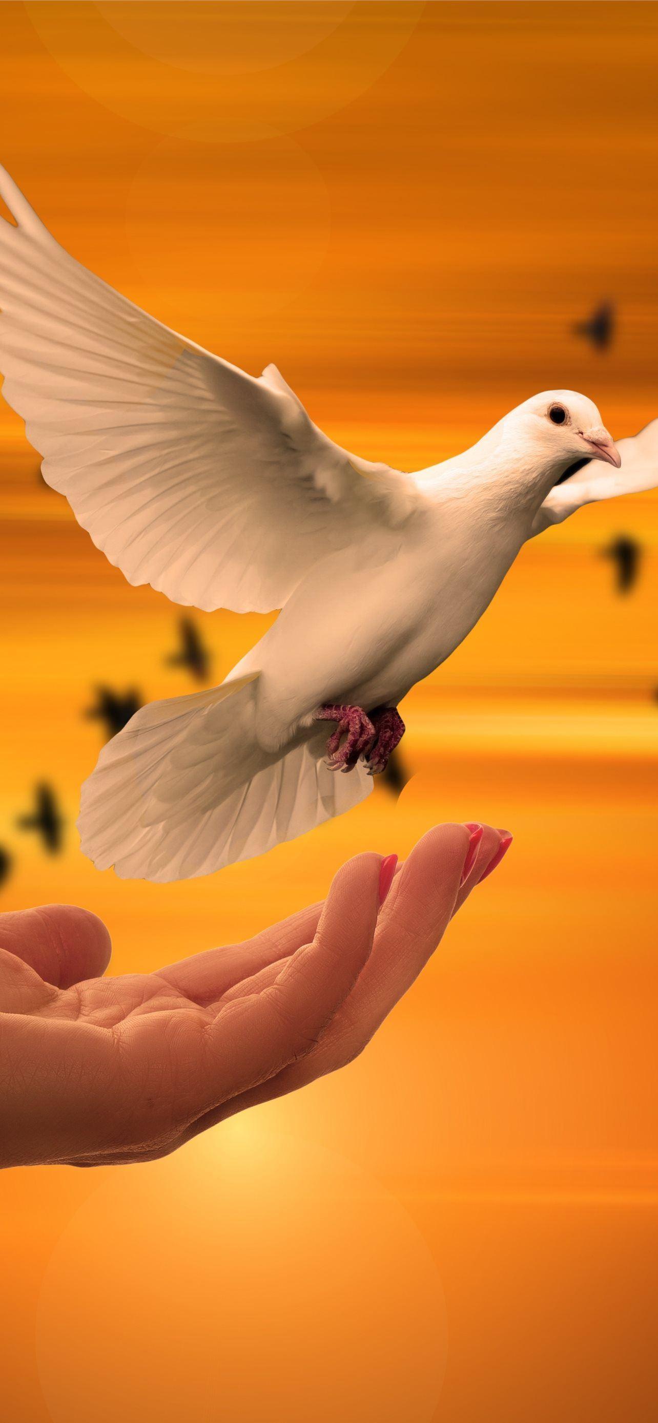 Dove iPhone Wallpapers Top Free Dove iPhone Backgrounds WallpaperAccess