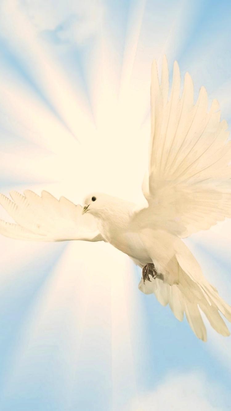 Dove iPhone Wallpapers Top Free Dove iPhone Backgrounds WallpaperAccess
