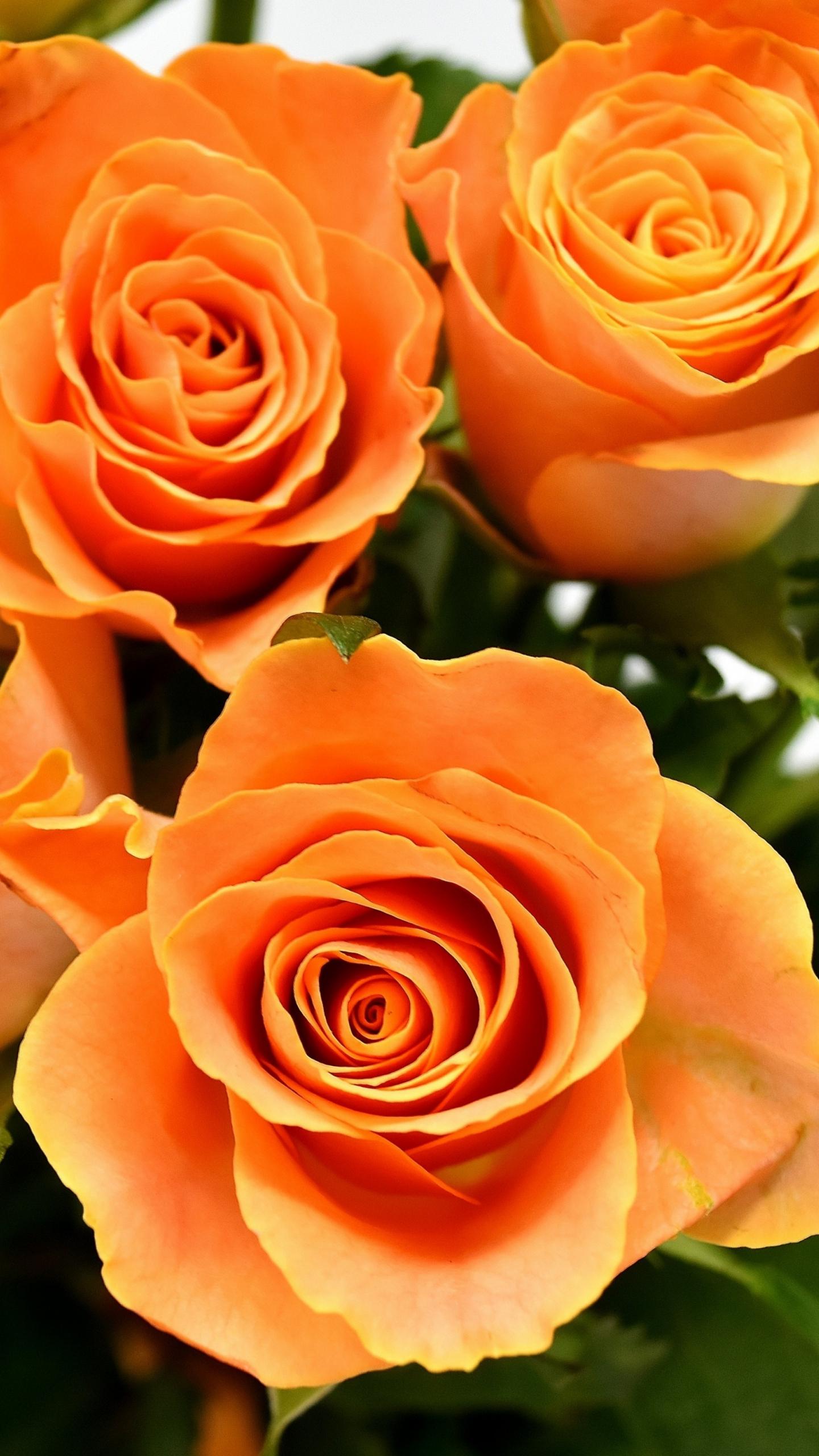 Orange Rose Flower Wallpapers Top Free Orange Rose Flower Backgrounds
