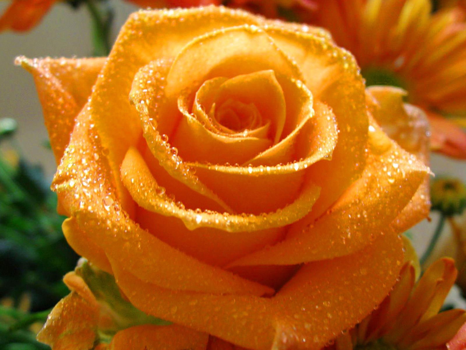 Orange Rose Flower Wallpapers Top Free Orange Rose Flower Backgrounds