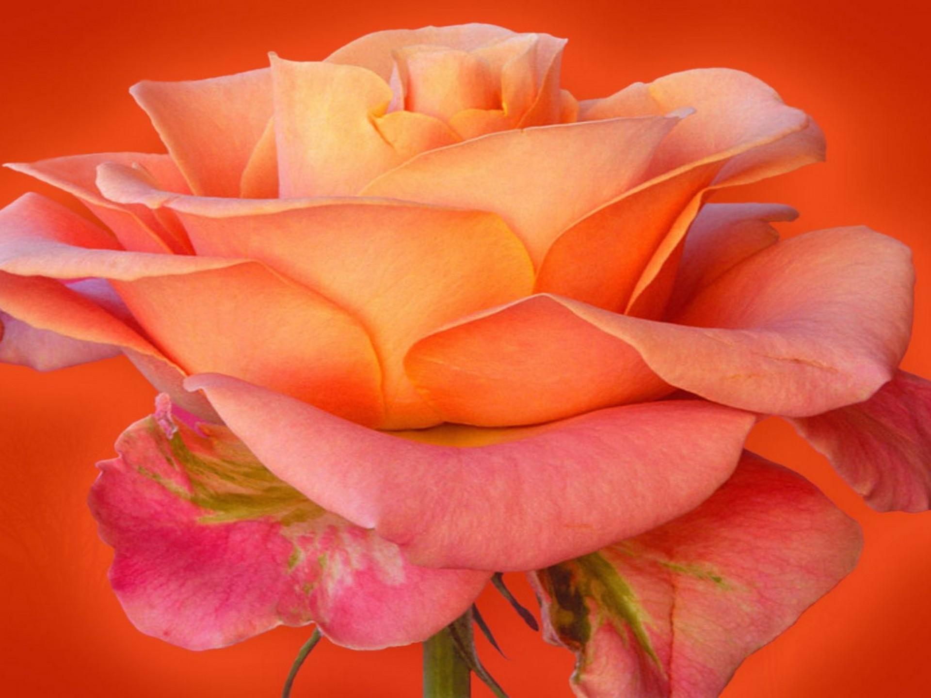 Orange Rose Flower Wallpapers Top Free Orange Rose Flower Backgrounds