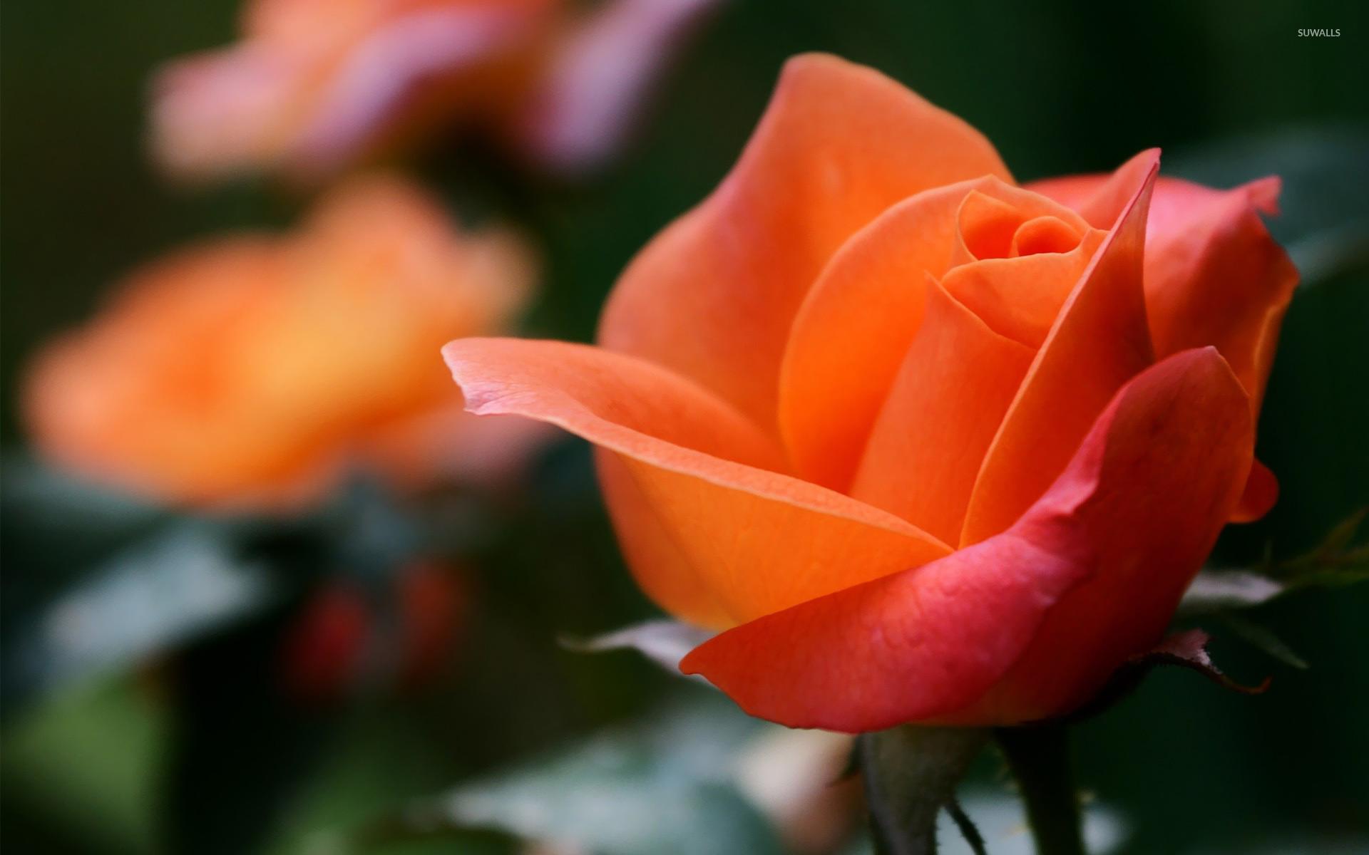 Orange Rose Flower Wallpapers Top Free Orange Rose Flower Backgrounds