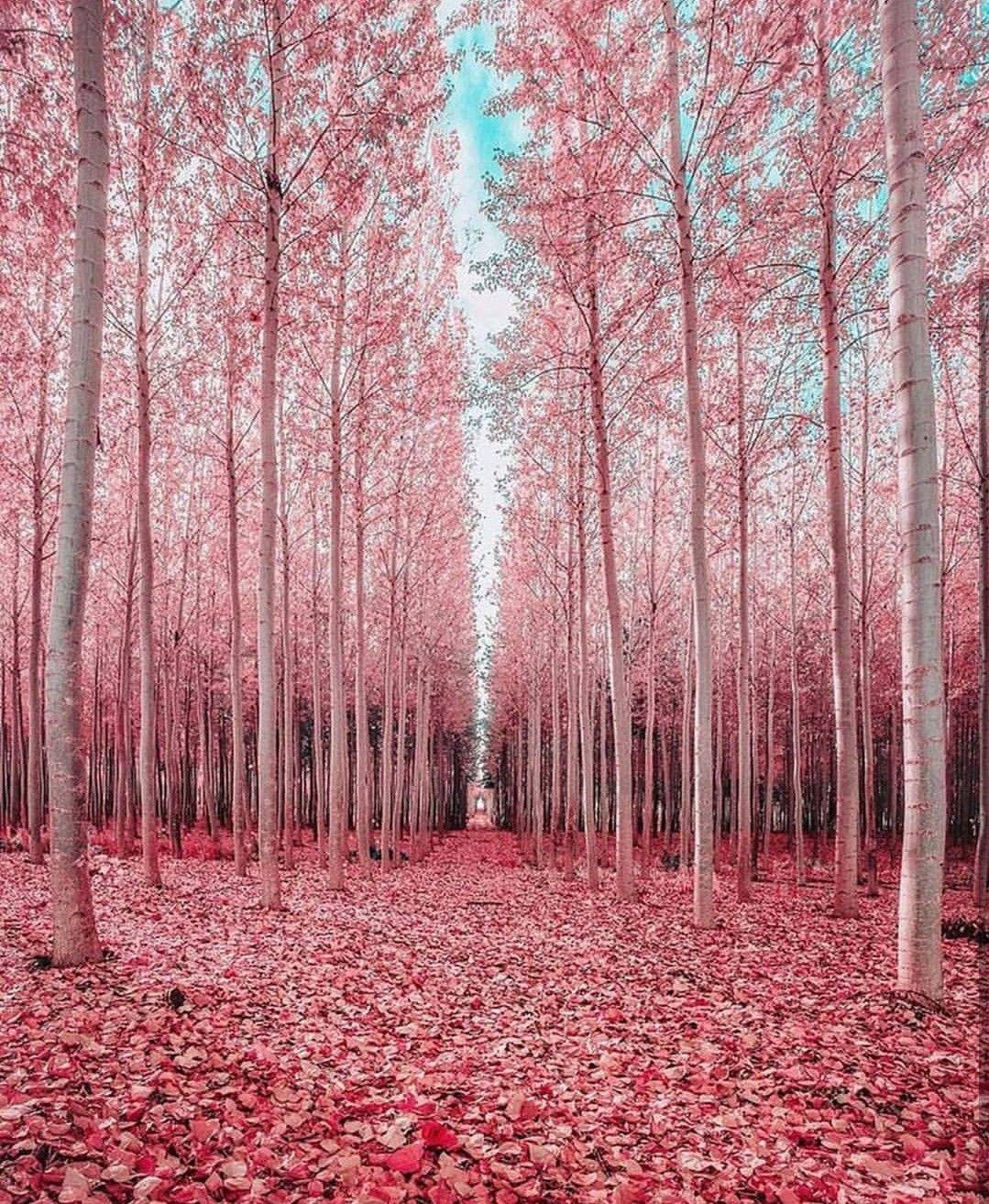 Pink Forest Phone Wallpapers Top Free Pink Forest Phone Backgrounds