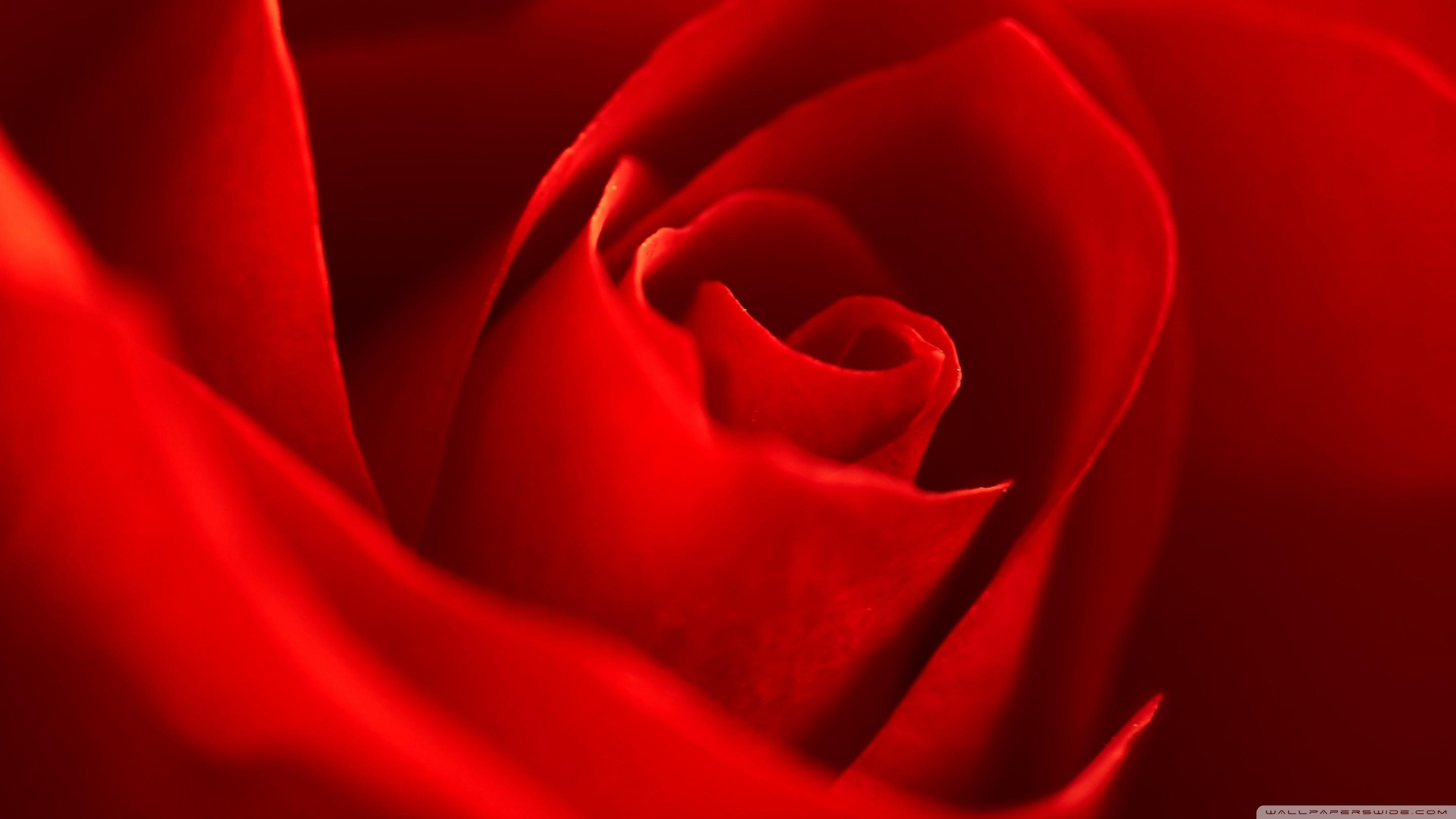 Beautiful Red Rose Wallpapers Top Free Beautiful Red Rose Backgrounds