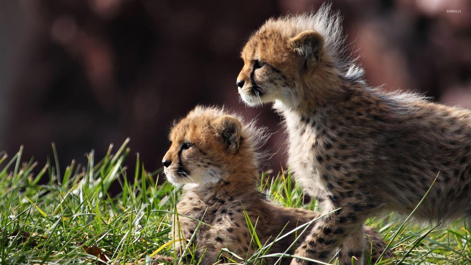 Cheetah Cubs 4K Wallpapers Top Free Cheetah Cubs 4K Backgrounds