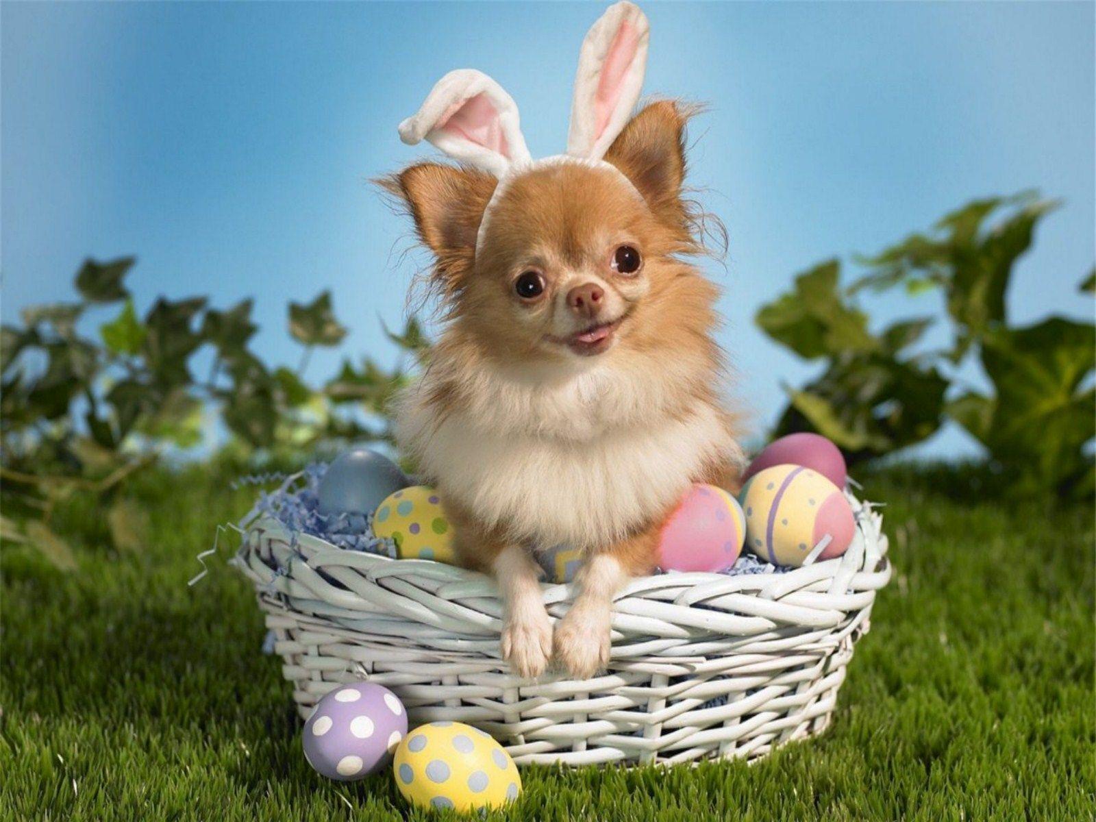 Egg Dog Wallpapers Top Free Egg Dog Backgrounds WallpaperAccess