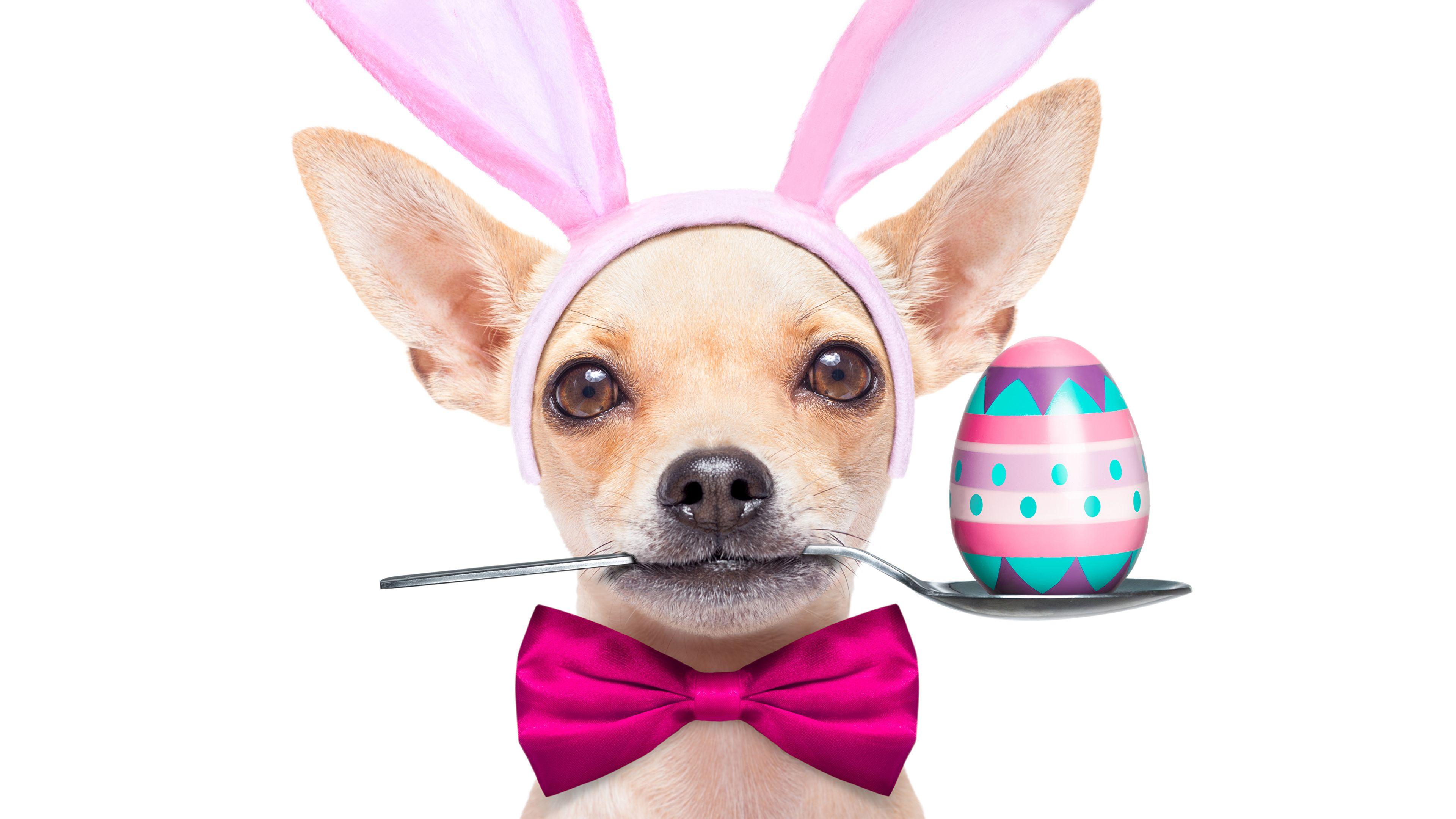Egg Dog Wallpapers Top Free Egg Dog Backgrounds WallpaperAccess