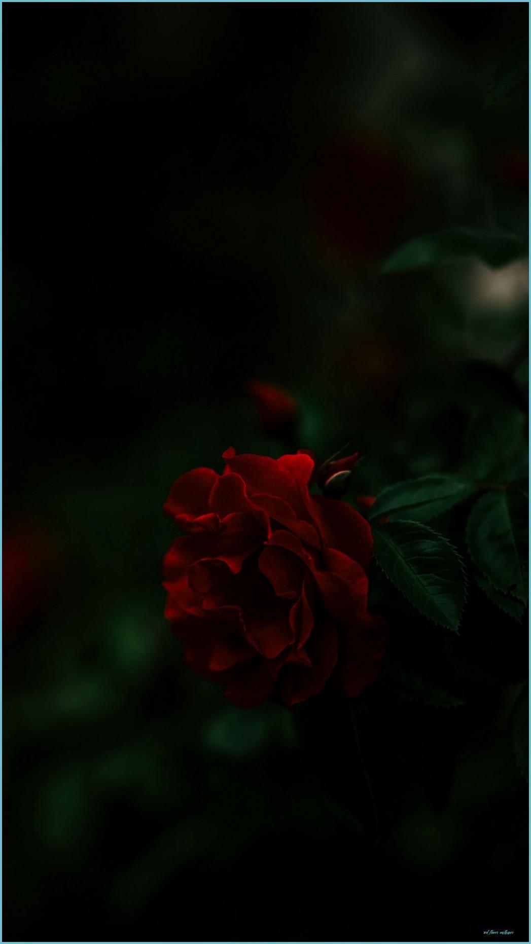 Red Black Green Wallpapers Top Free Red Black Green Backgrounds