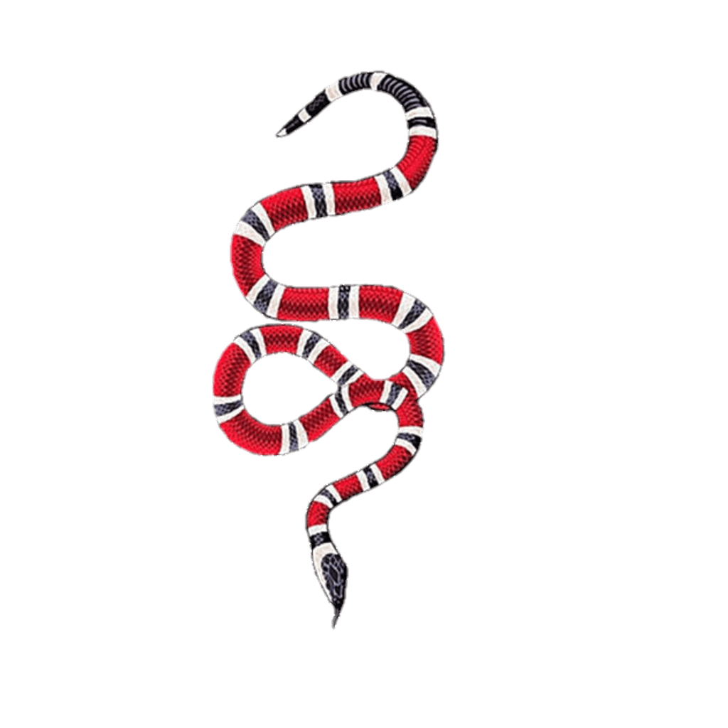 Gucci Snake Wallpapers Top Free Gucci Snake Backgrounds WallpaperAccess