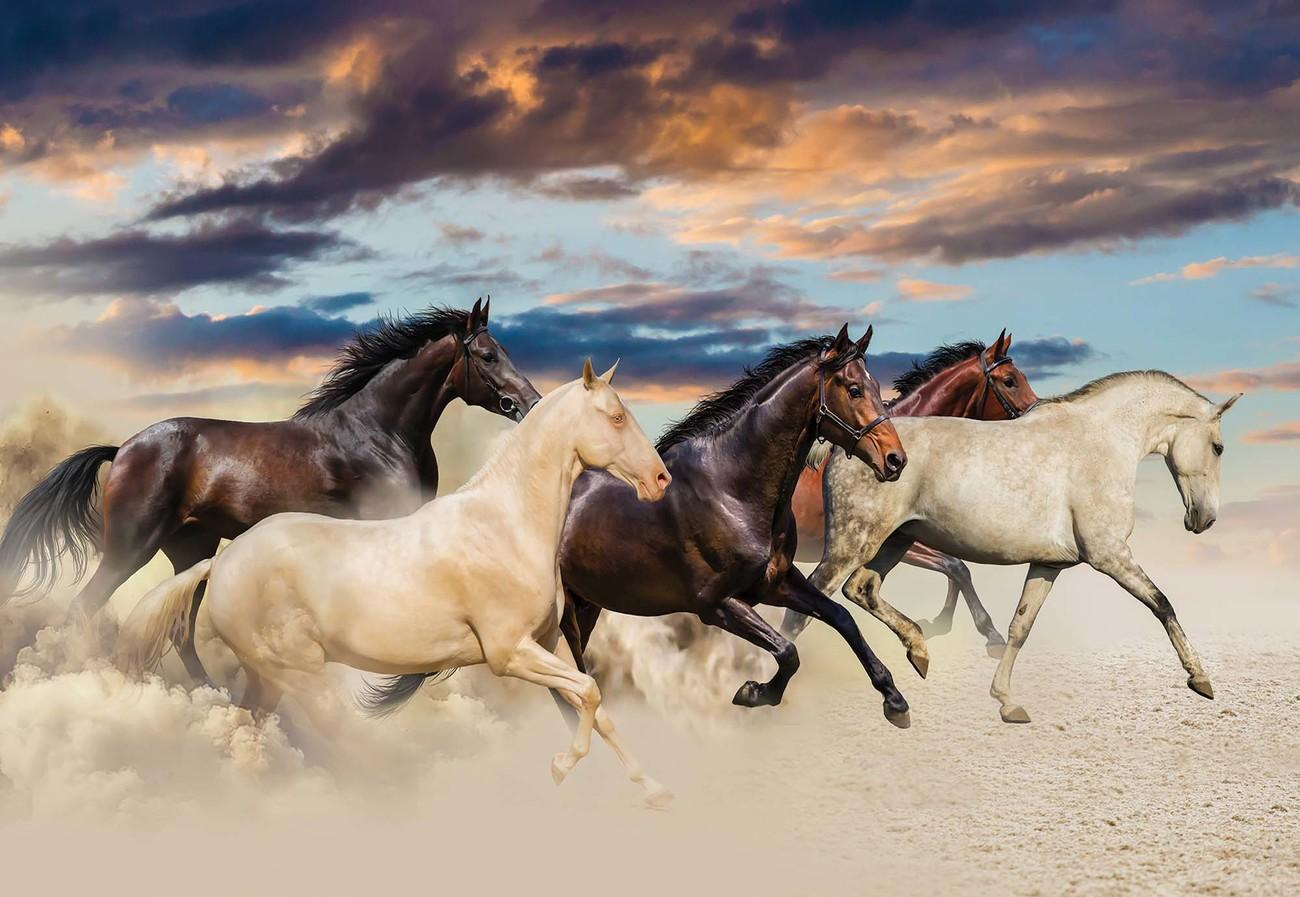 Galloping Horse Wallpapers Top Free Galloping Horse Backgrounds