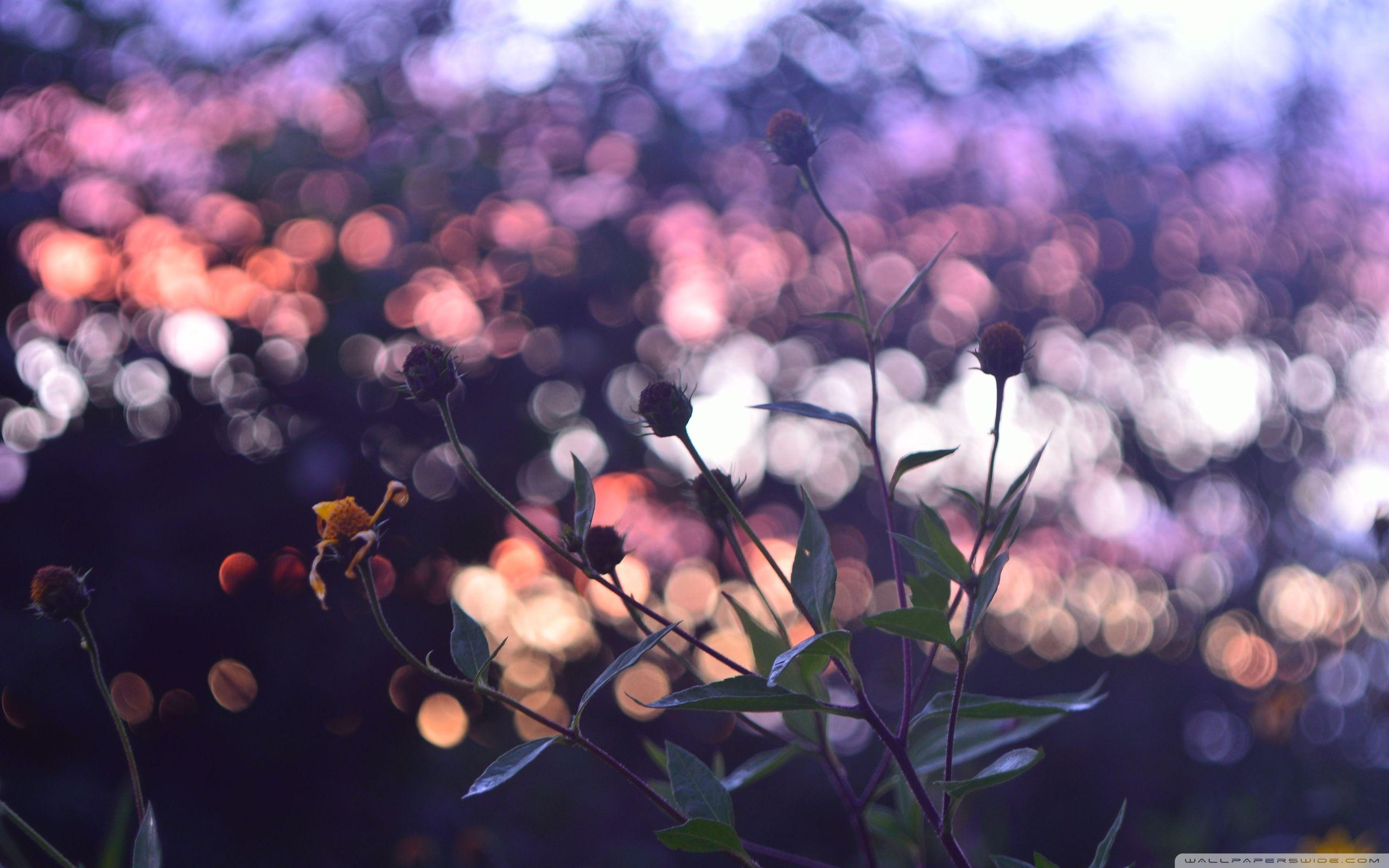 Bokeh Flower Wallpapers Top Free Bokeh Flower Backgrounds