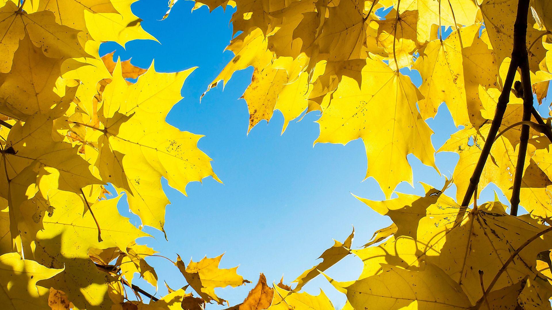 Yellow Leaves Wallpapers Top Free Yellow Leaves Backgrounds