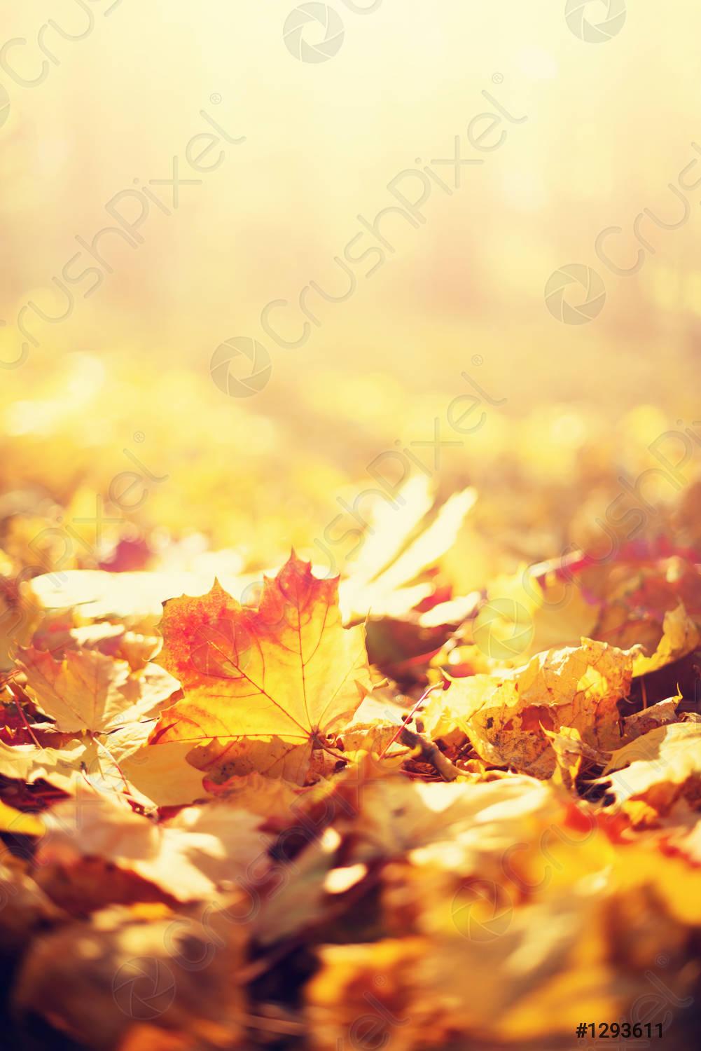 Yellow Leaves Wallpapers Top Free Yellow Leaves Backgrounds