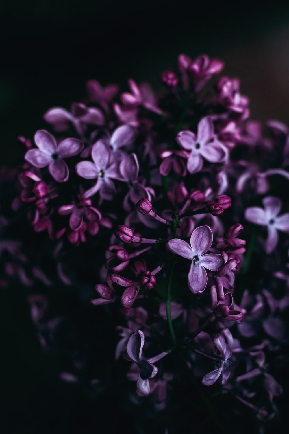 Dark Purple Flowers HD Wallpapers Top Free Dark Purple Flowers HD