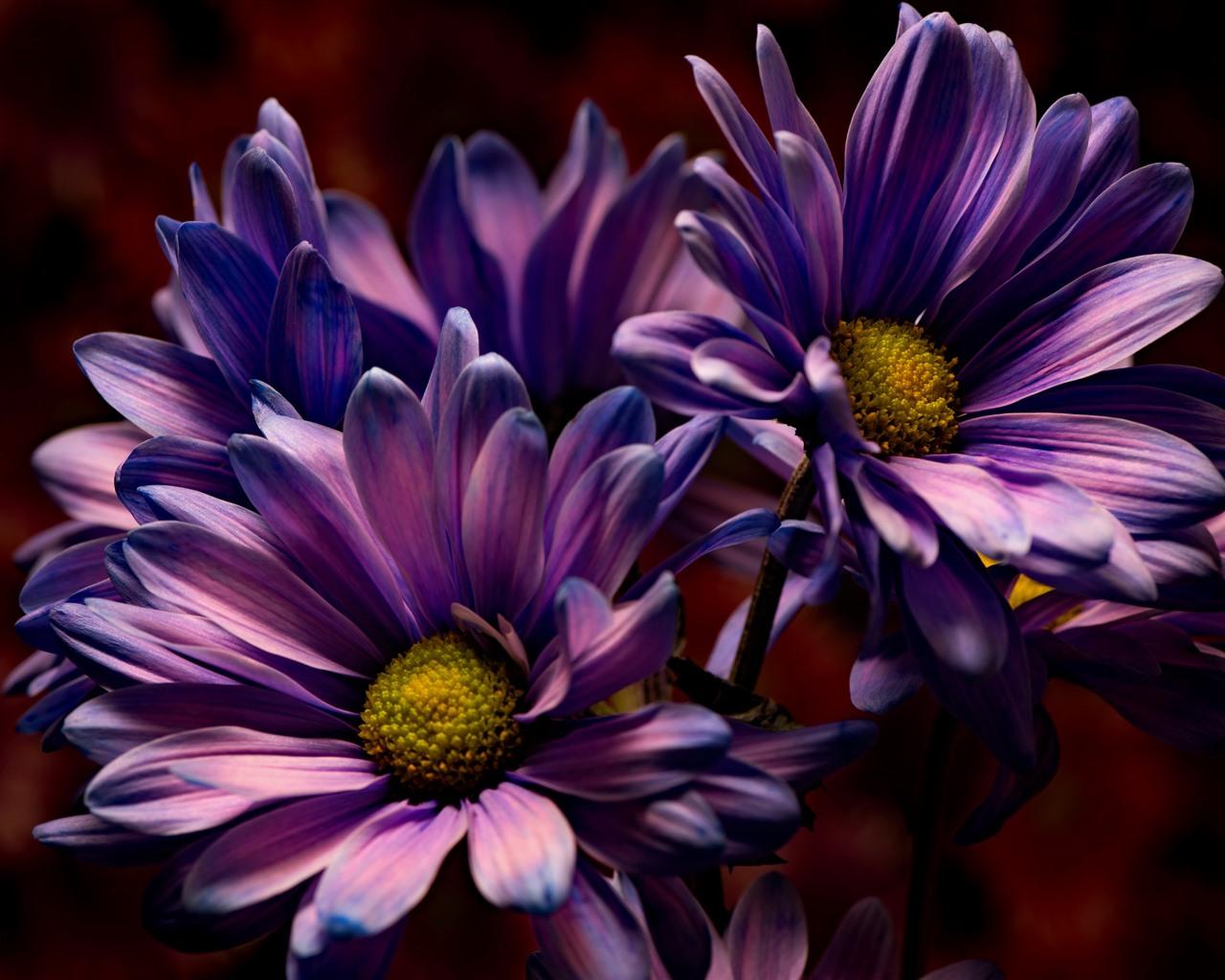 Dark Purple Flowers HD Wallpapers Top Free Dark Purple Flowers HD