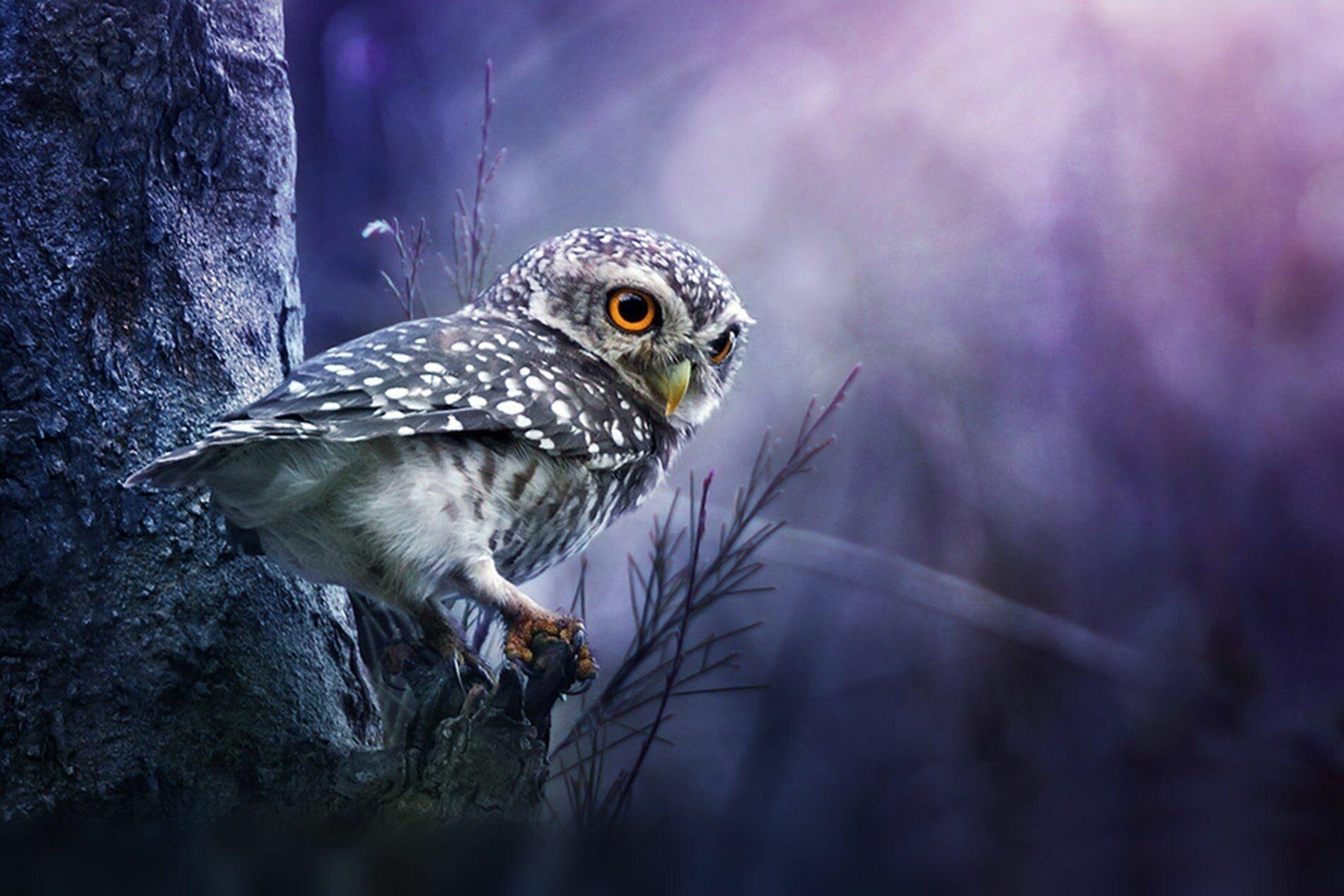 Cute Baby Owl Desktop Wallpapers Top Free Cute Baby Owl Desktop