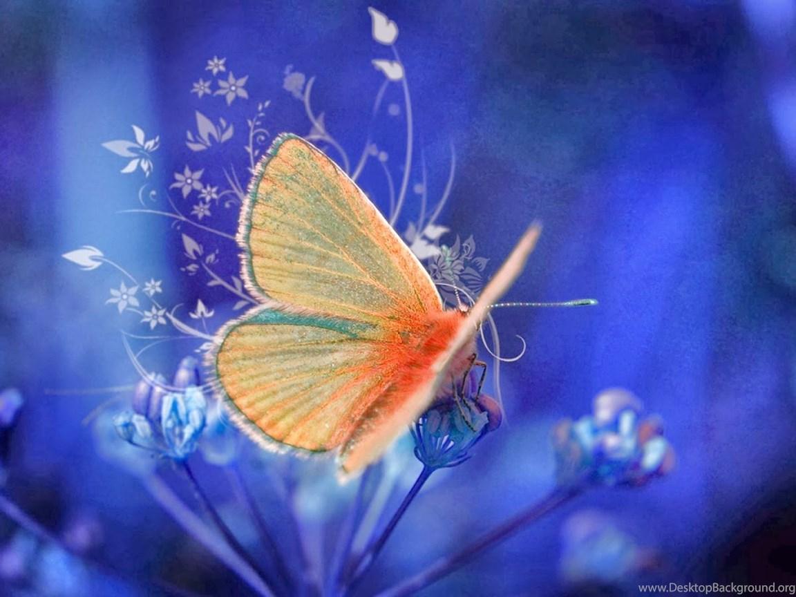 Yellow Butterfly Desktop Wallpapers Top Free Yellow Butterfly Desktop Backgrounds