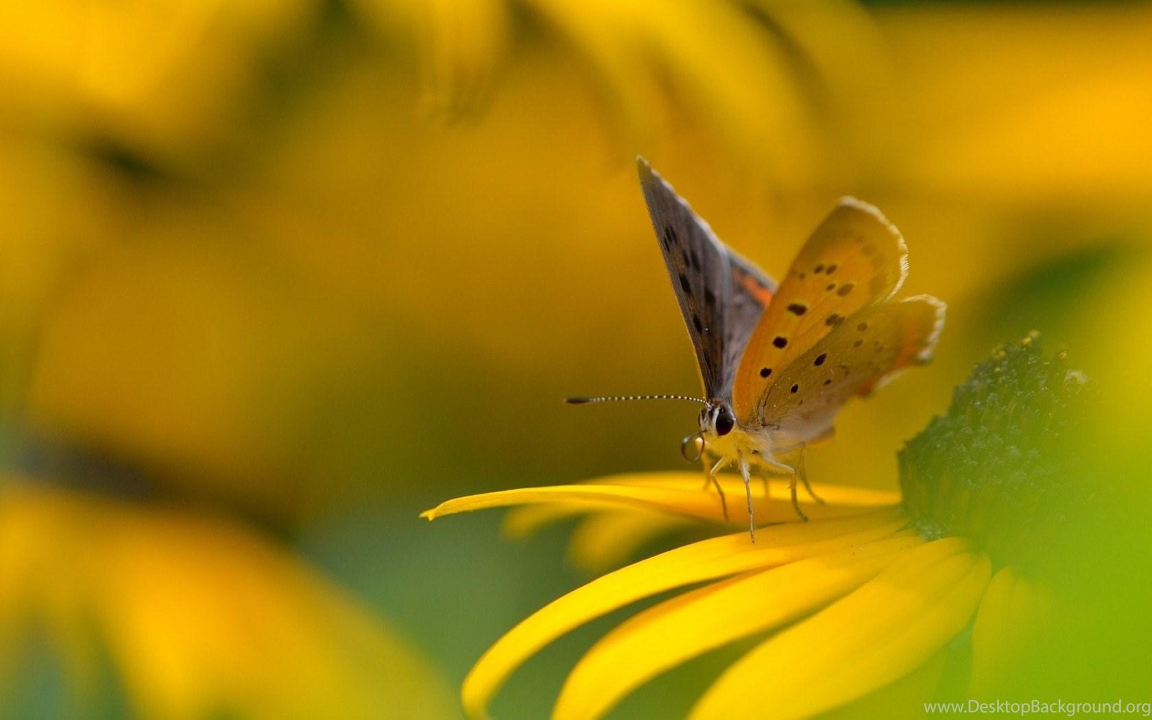 Yellow Butterfly Desktop Wallpapers Top Free Yellow Butterfly Desktop
