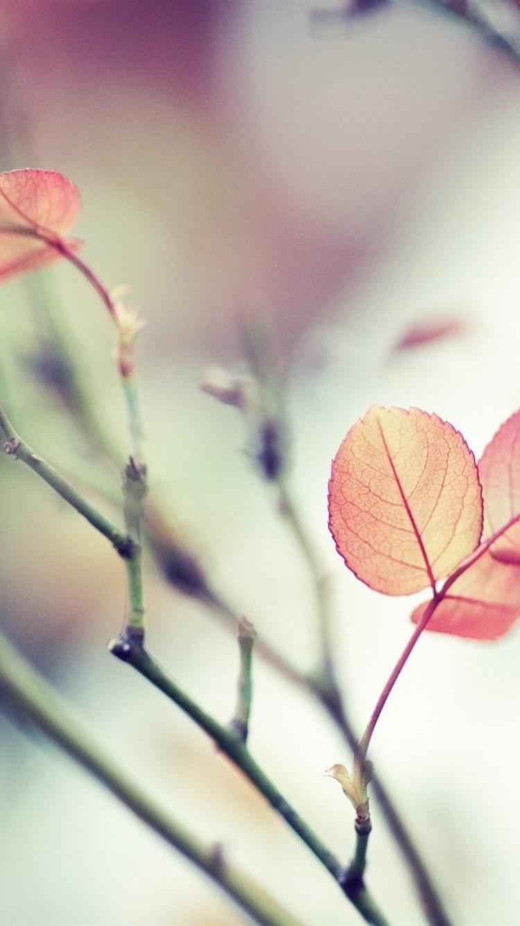 Soft iPhone Wallpapers Top Free Soft iPhone Backgrounds WallpaperAccess