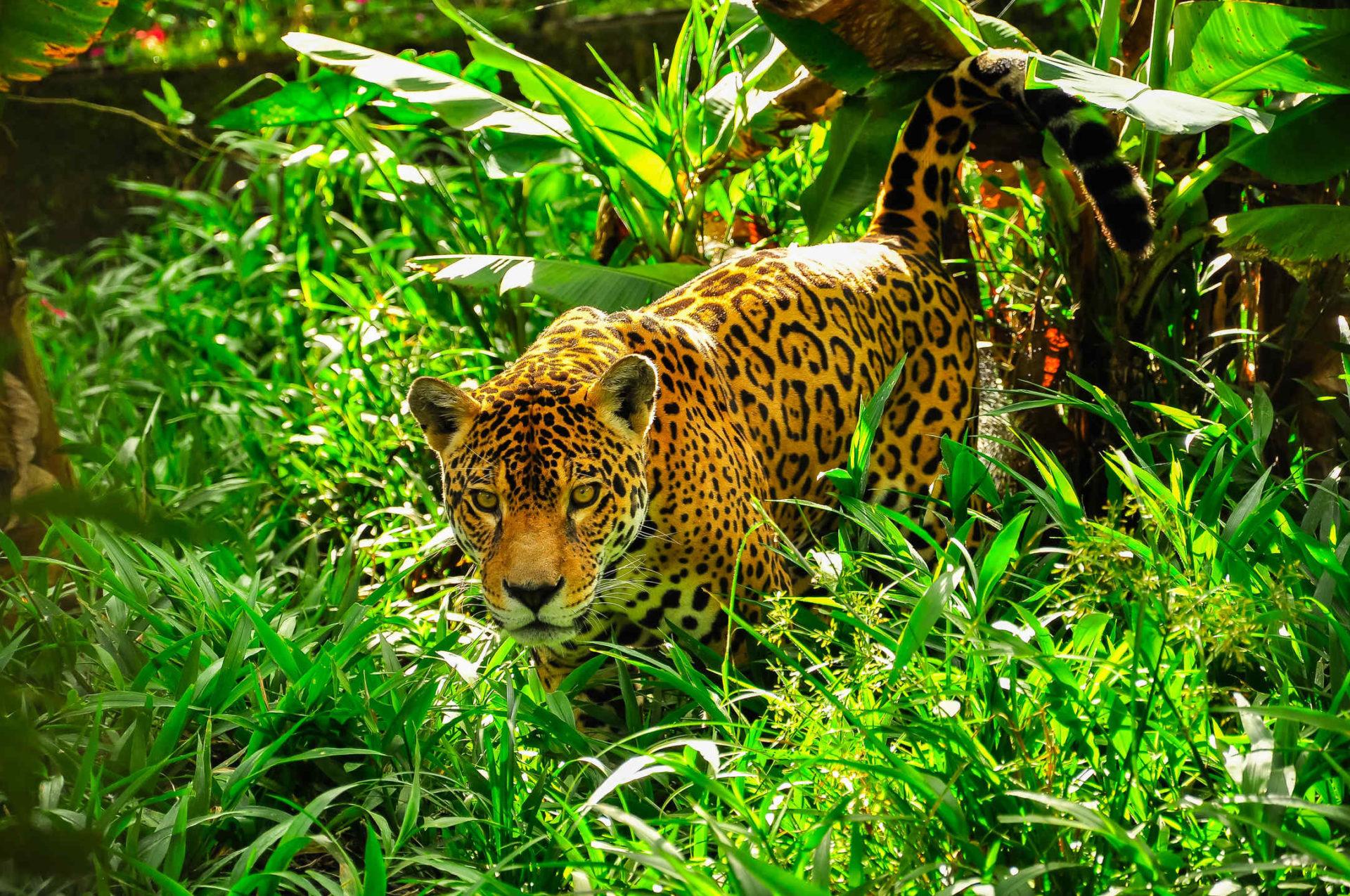Jaguar Jungle Wallpapers Top Free Jaguar Jungle Backgrounds WallpaperAccess
