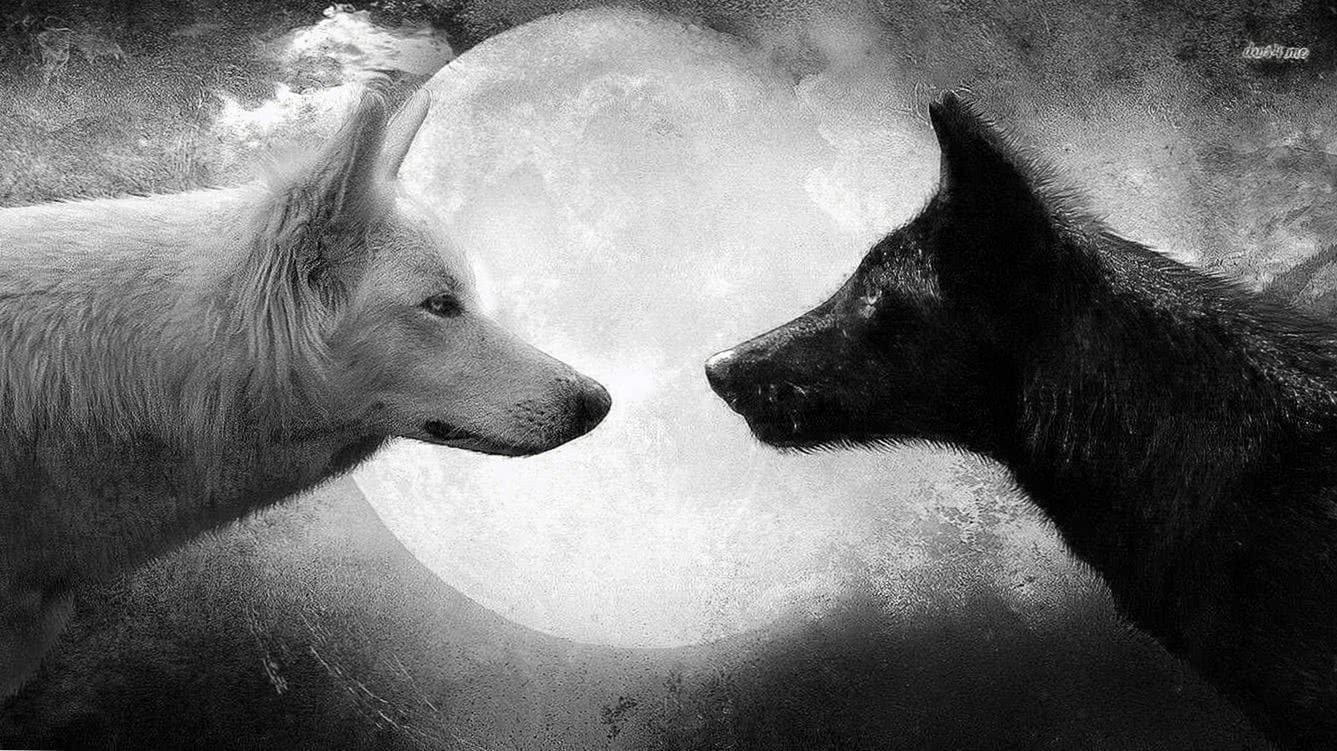Wolf and Fox Wallpapers Top Free Wolf and Fox Backgrounds