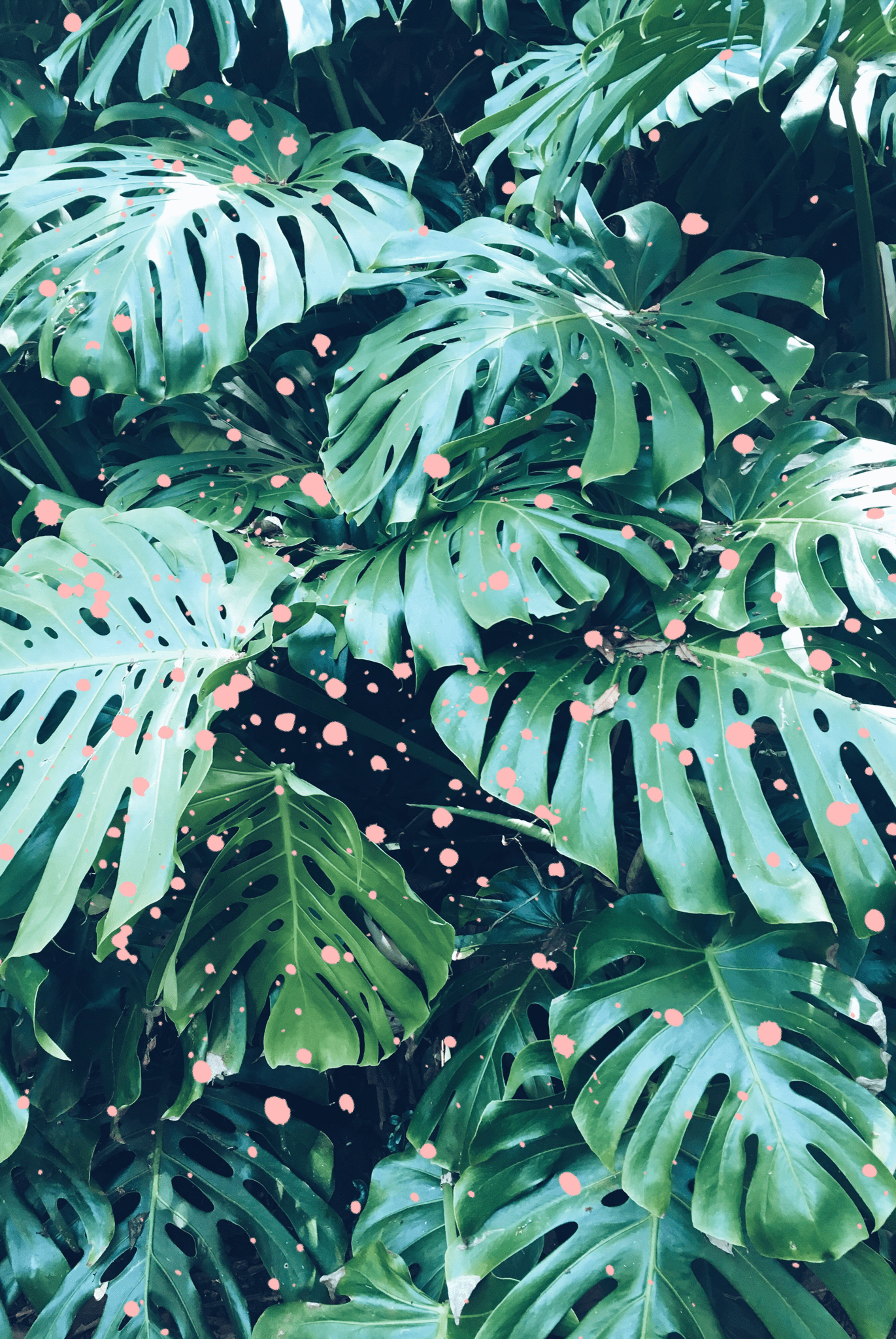 Pink and Green Leaf Wallpapers Top Free Pink and Green Leaf Backgrounds WallpaperAccess