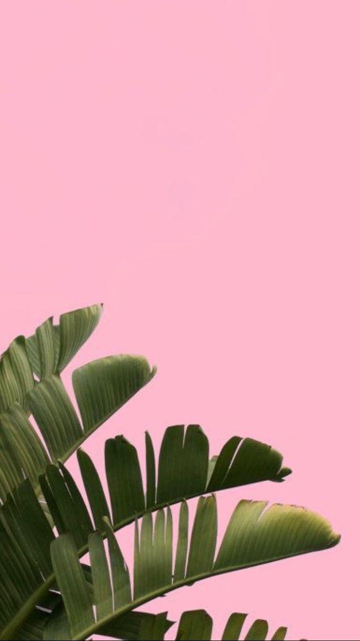 Pink and Green Leaf Wallpapers Top Free Pink and Green Leaf Backgrounds WallpaperAccess