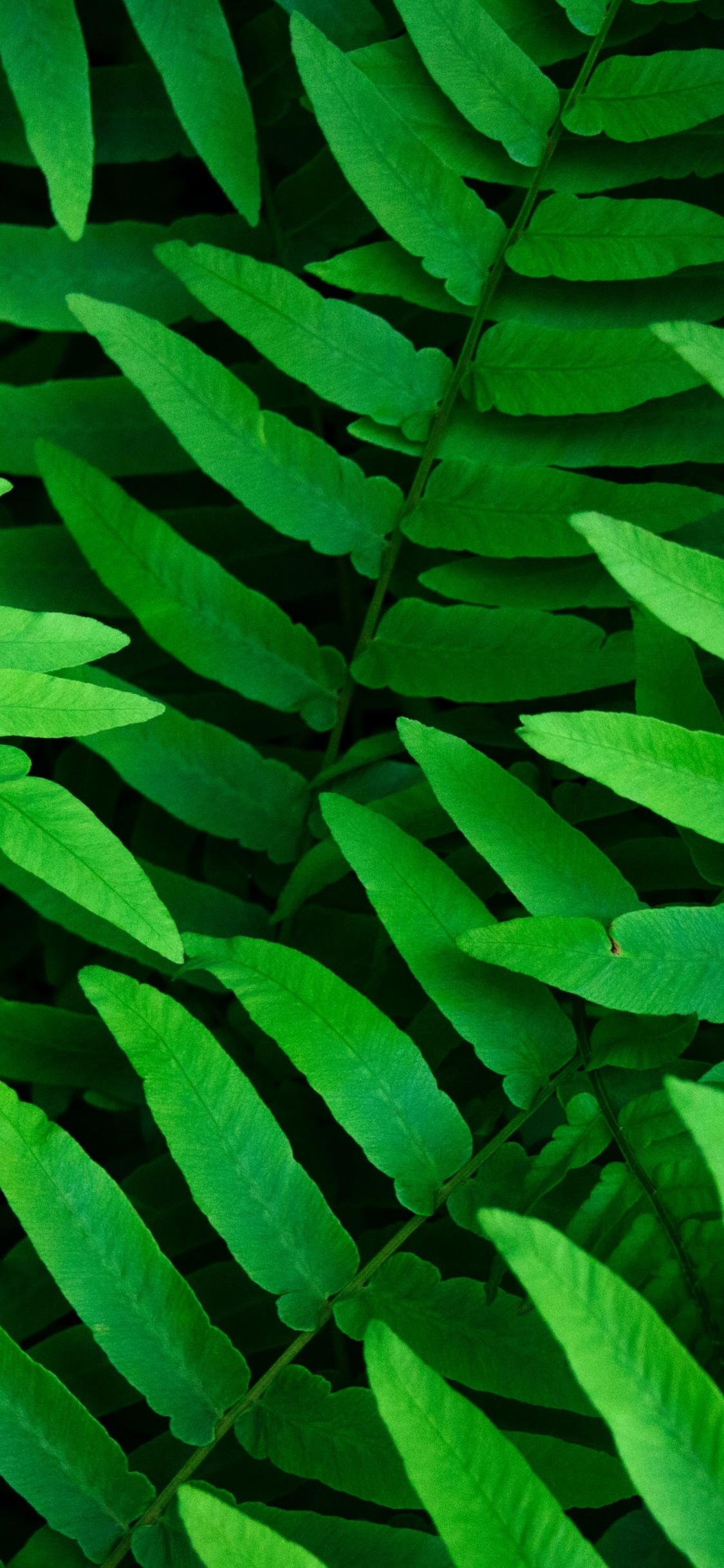 Pink and Green Leaf Wallpapers Top Free Pink and Green Leaf Backgrounds WallpaperAccess