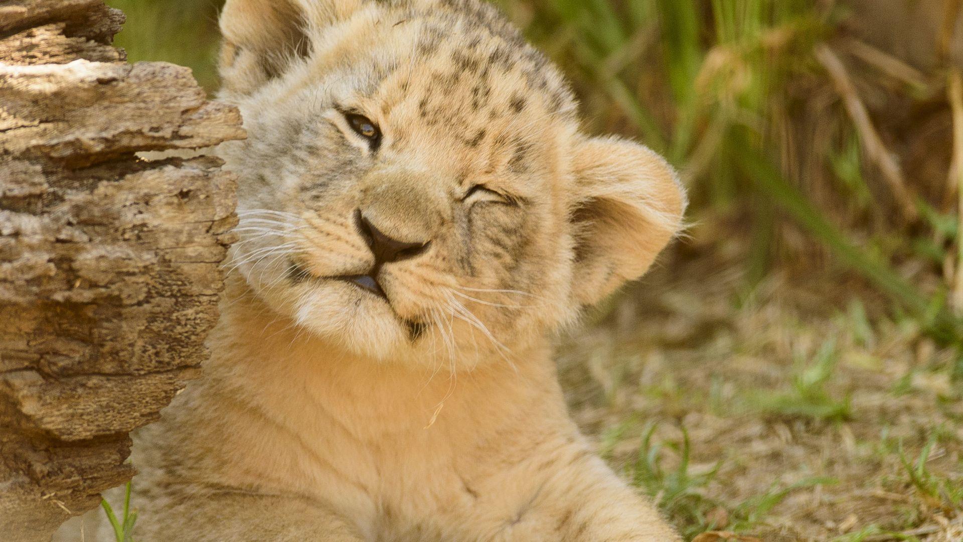 Baby Lion Cubs Wallpapers Top Free Baby Lion Cubs Backgrounds
