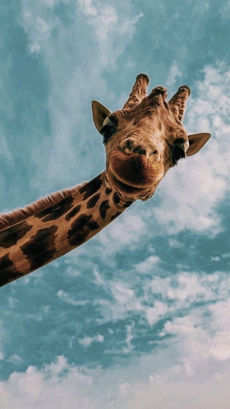 Cute Animals Aesthetic Wallpapers Top Free Cute Animals Aesthetic