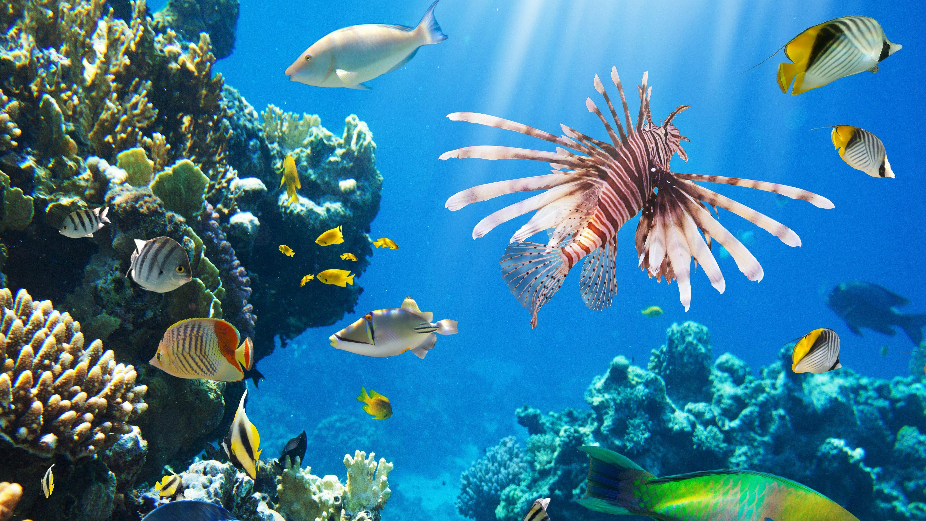 Tropical Coral Reef 4K Wallpapers Top Free Tropical Coral Reef 4K