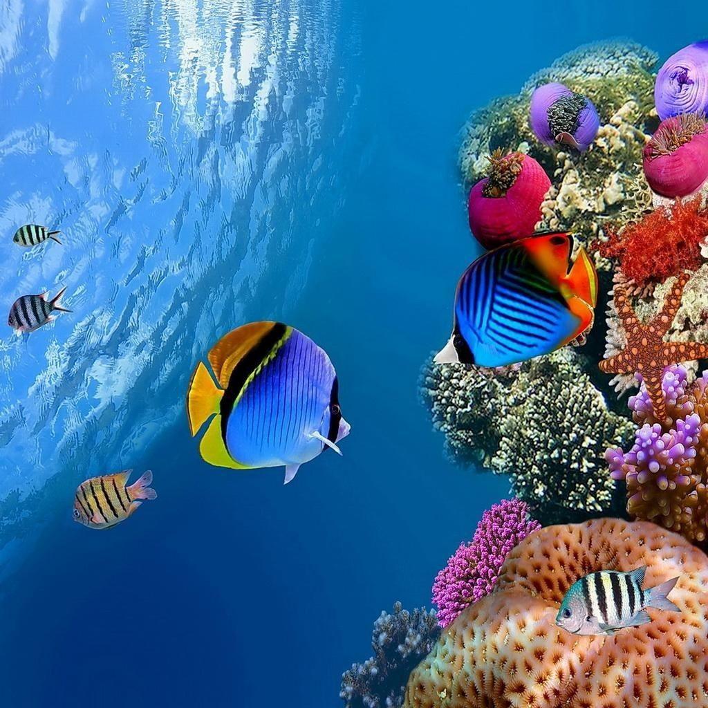 Tropical Coral Reef 4K Wallpapers Top Free Tropical Coral Reef 4K