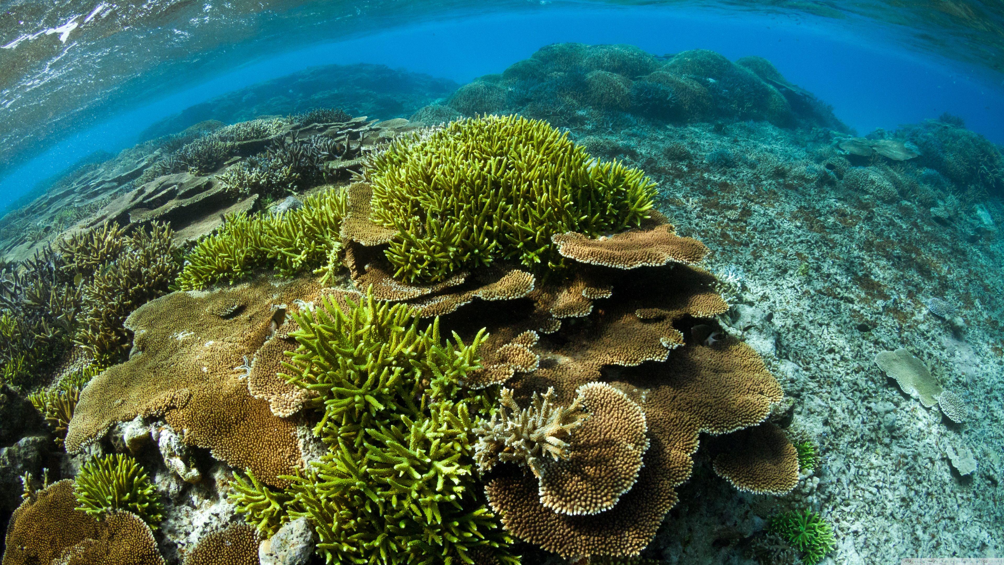 Tropical Coral Reef 4K Wallpapers Top Free Tropical Coral Reef 4K