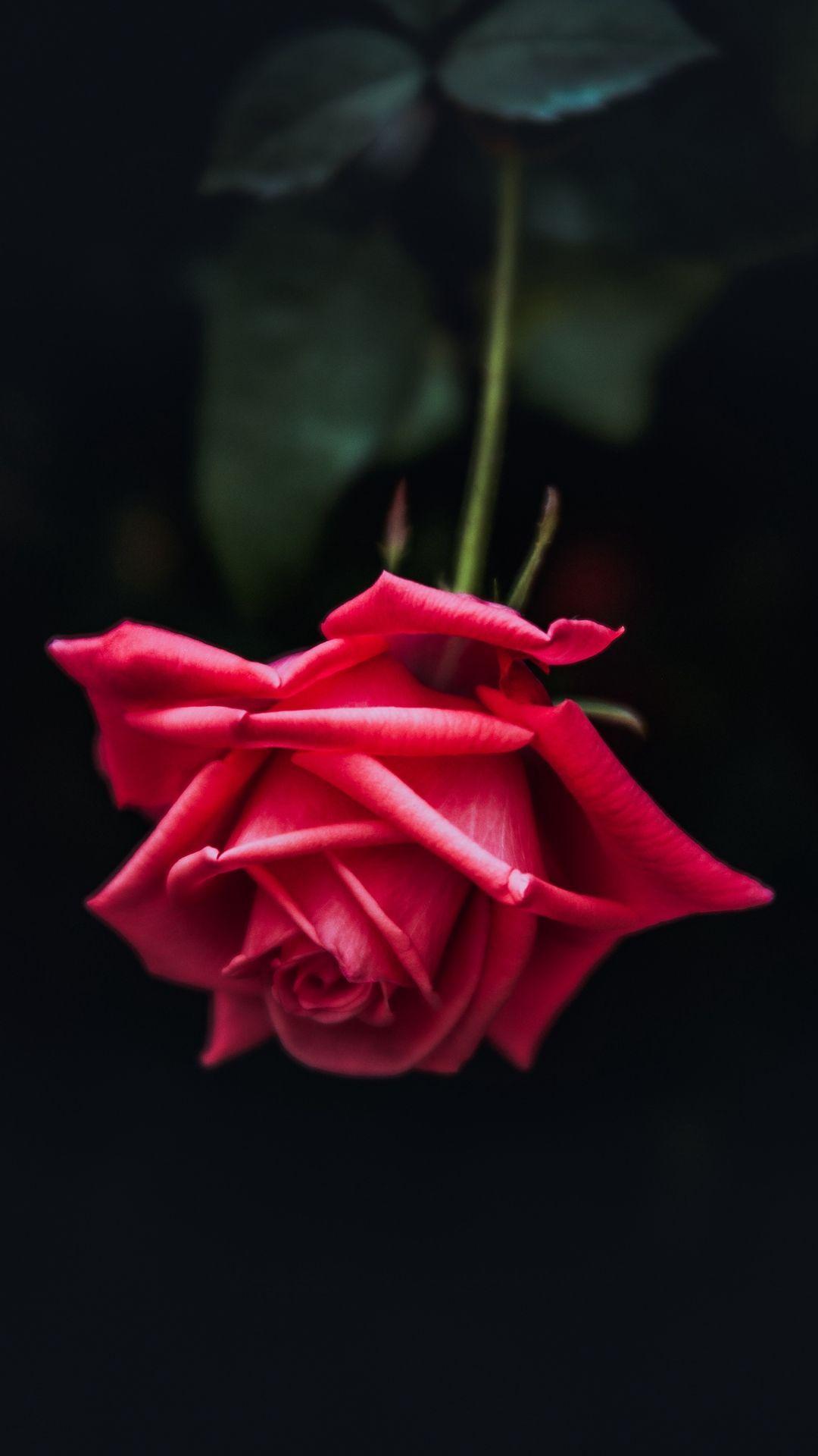 Single Red Rose Wallpapers Top Free Single Red Rose Backgrounds